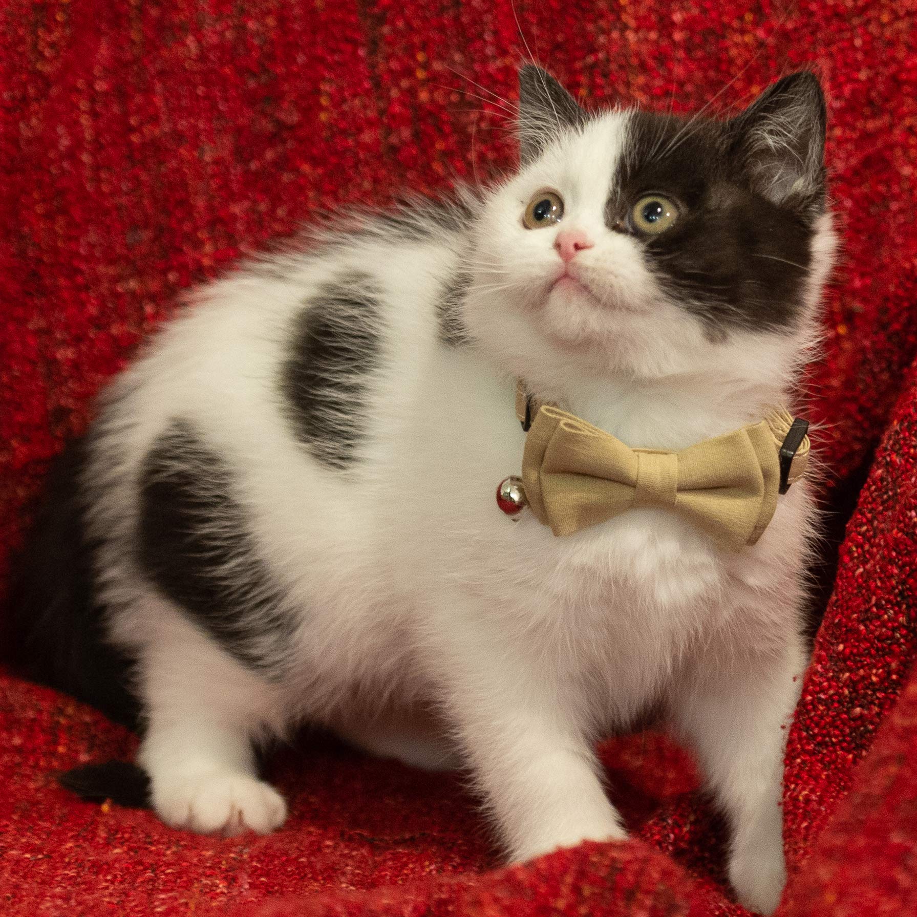 Gyapet Cat Collar Breakaway Bowtie Safety With Bell Adjustbale Kitten Puppy Solid Plaid Color Set A-[2Pcs] Brown & Beige