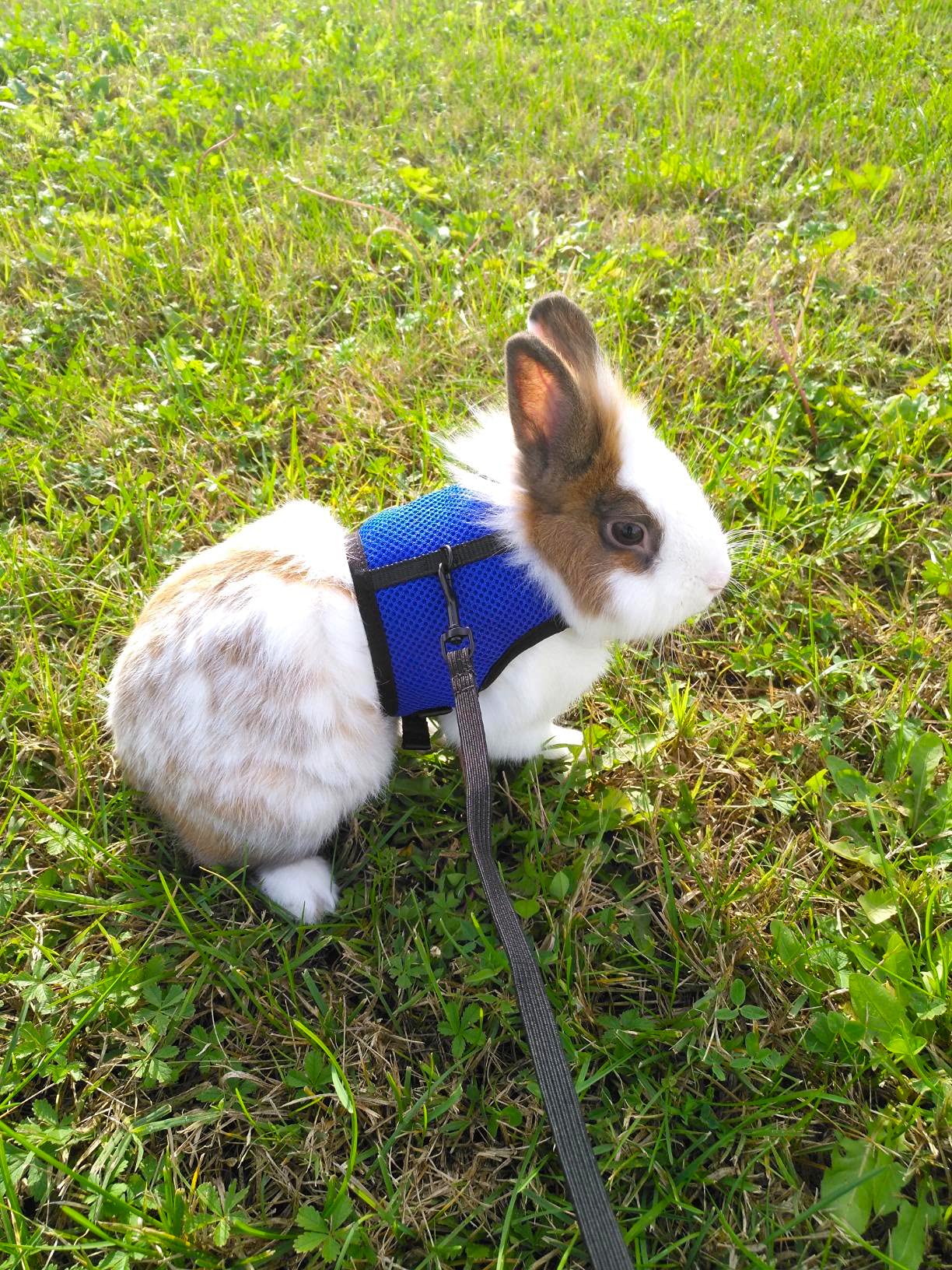 Pettom Bunny Rabbit Harness With Stretchy Leash Cute Adjustable Buckle Breathable Mesh Vest For Kitten Small Pets Walking (L(Chest:10.6-13.3 In), Blue)