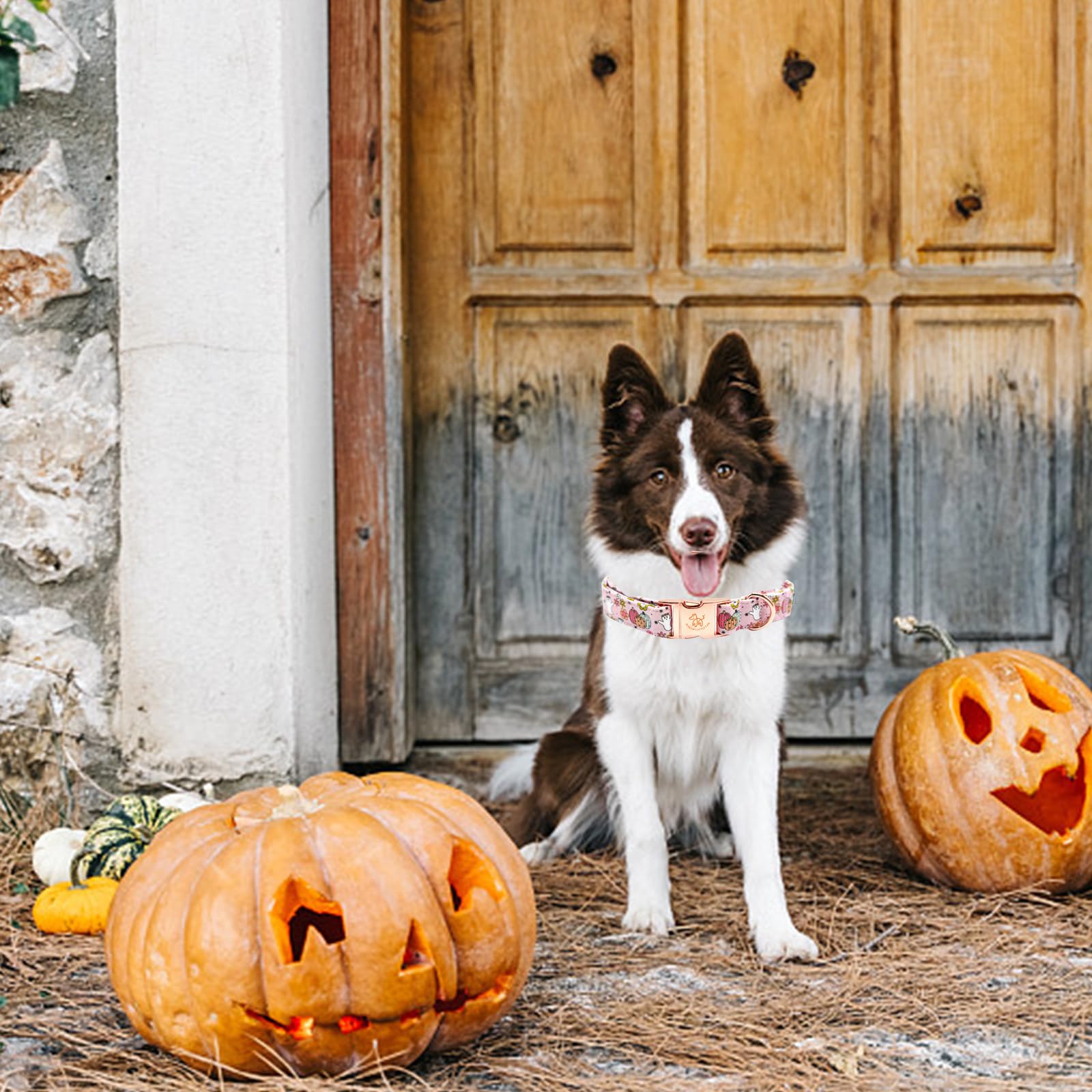 Elegant Little Tail Halloween Dog Collar With Pumpkin Print - Cotton With Metal Buckle, Adjustable For X-Small Puppy