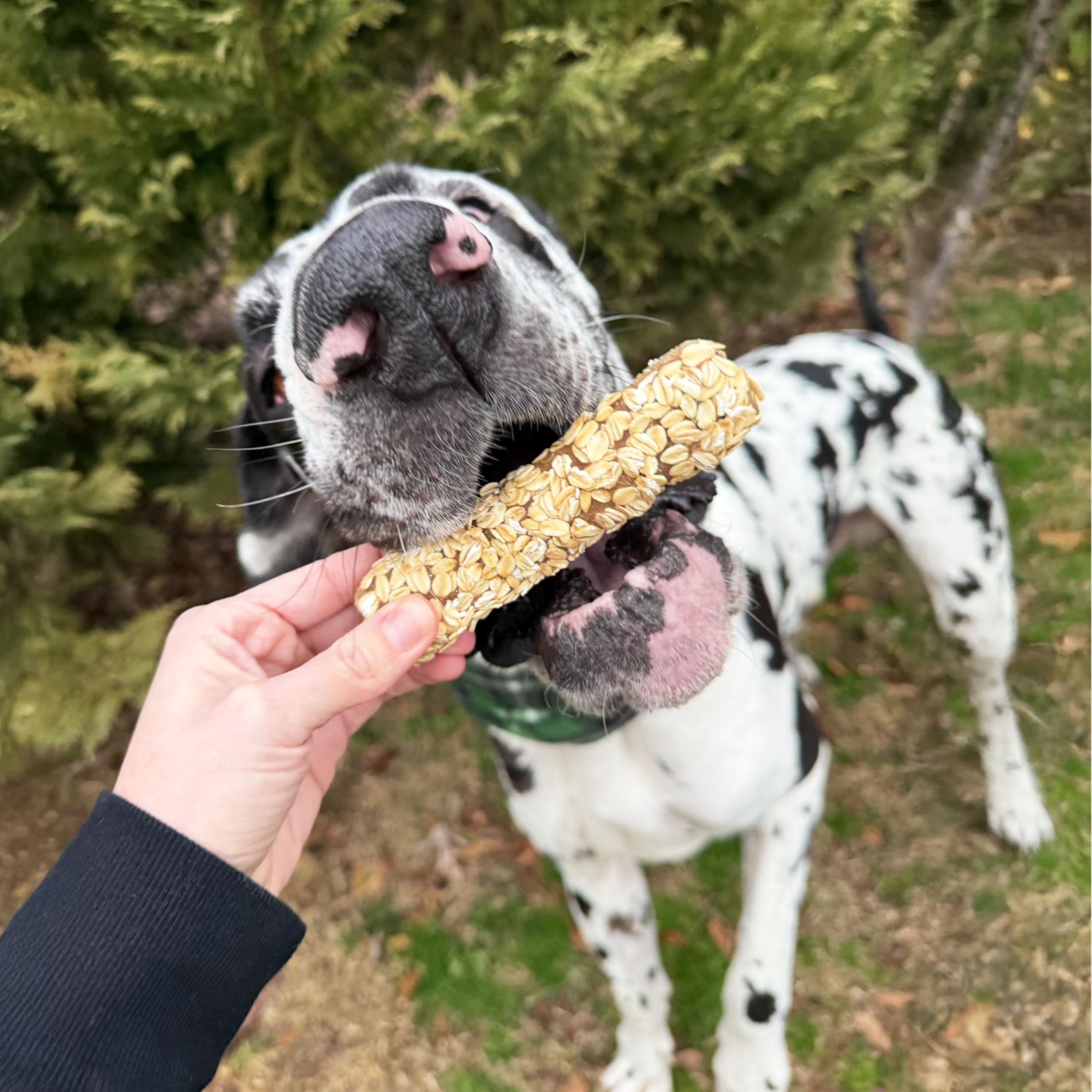 Cadet Chewalicious Layered N Dipped with Oats, Rawhide-Free Dog Chews, Limited-Ingredient & Long-Lasting Chew Treats for Dogs,