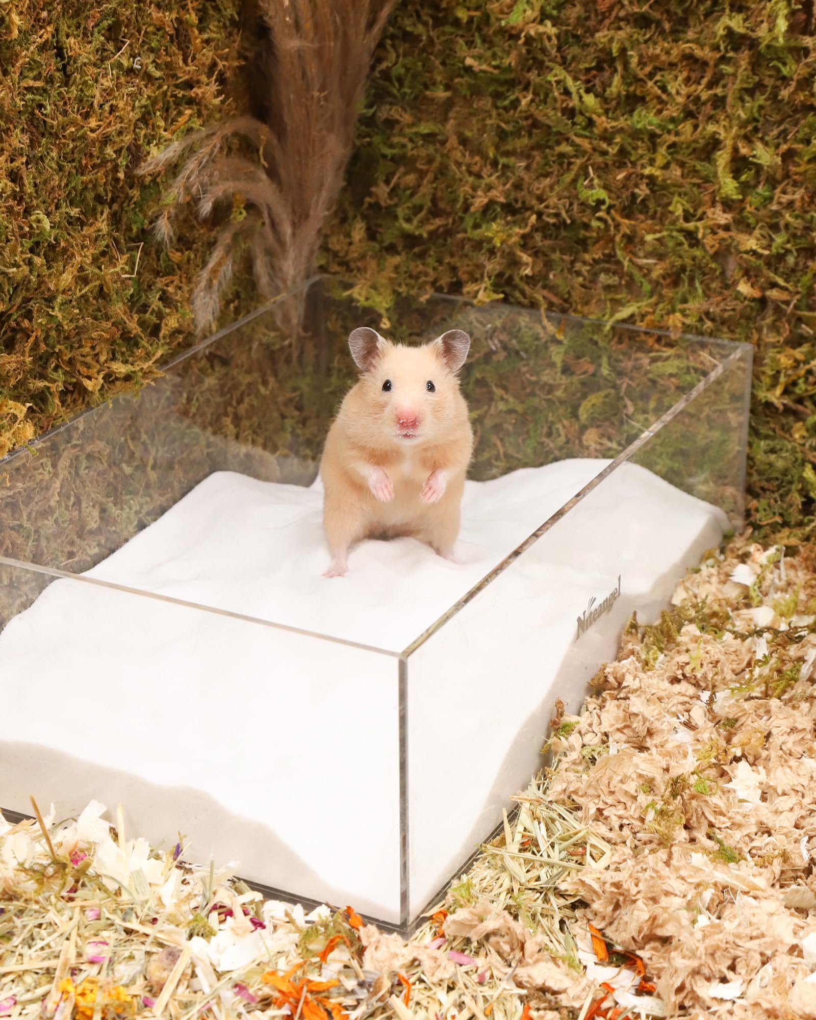 Niteangel Hamster Desert Bath Sand | No-Dust Bath Or Potty Litter Sand For Hamster Chinchillas Gerbil Mice Degu Or Other Small Pets (White Sand, 6Lb)