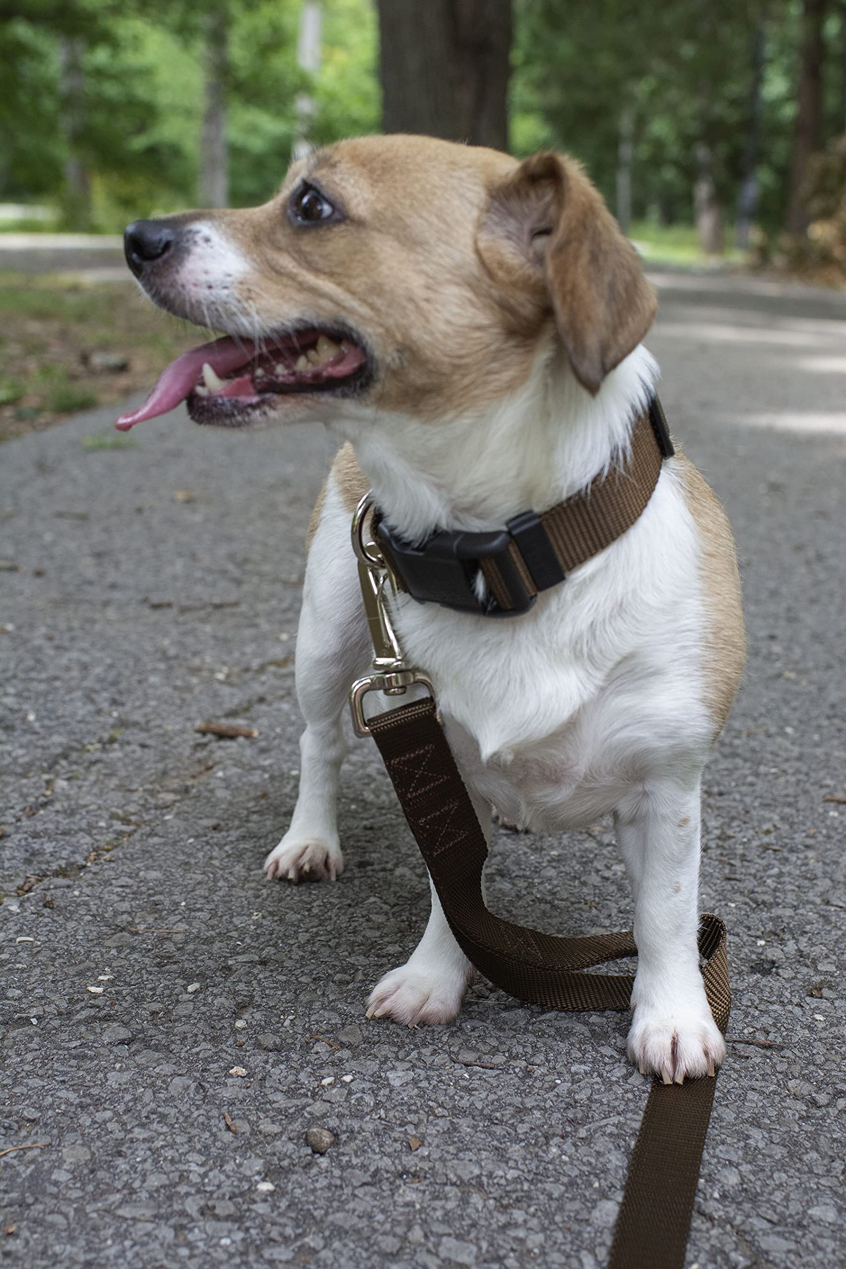 Country Brook Petz - 30+ Vibrant Colors - American Made Deluxe Nylon Dog Collar With Buckle (Mini, 3/8 Inch Wide, Brown)