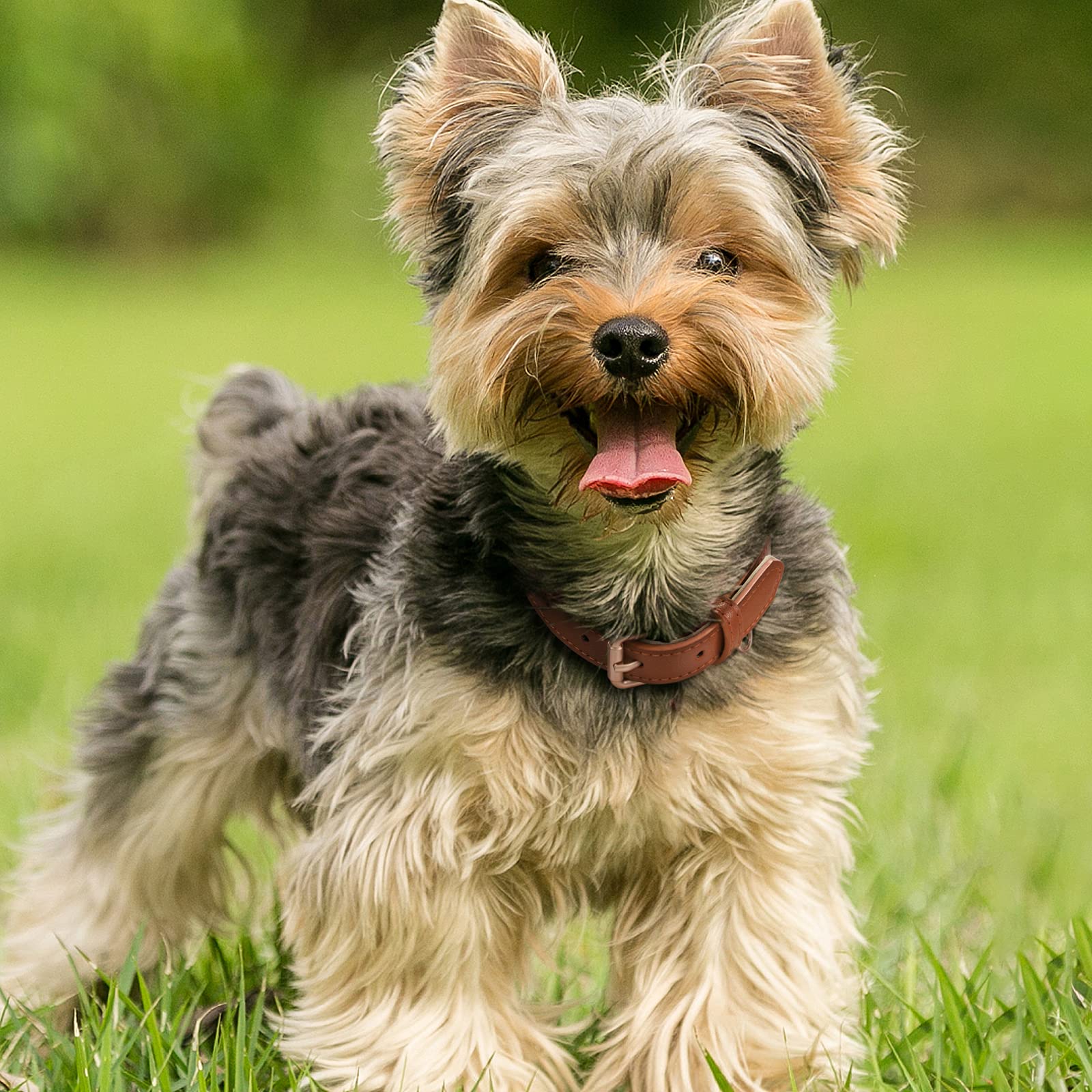 Whippy Leather Dog Collar For Small Medium Dog Adjustable Soft Breathable Leather Padded Puppy Collar With Alloy Buckle Heavy Du