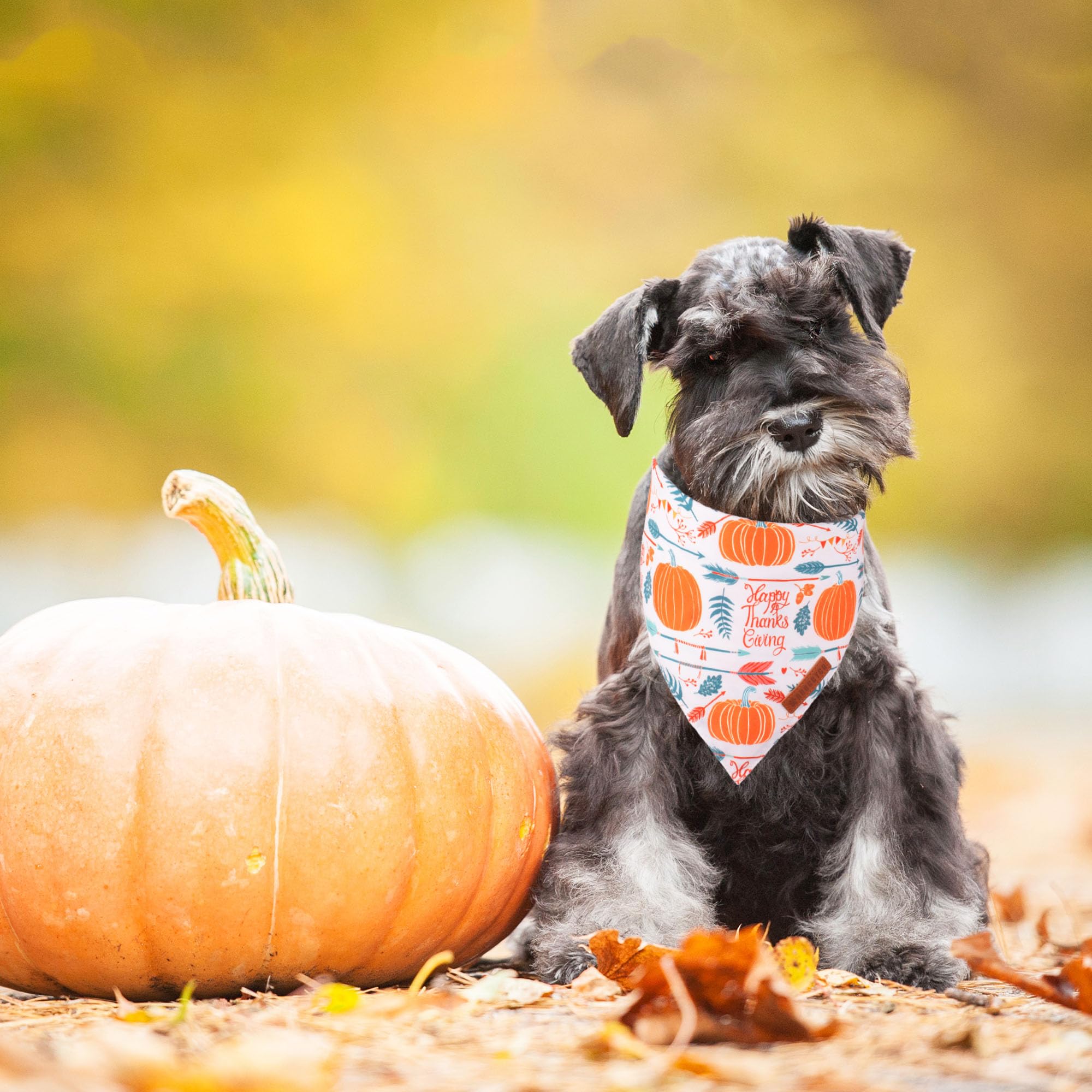 ADOGGYGO Thanksgiving Dog Bandana, Fall Leaves Pumpkin Pet Scarf, Premium Durable Fabric, Adjustable Fit Puppy Thanksgiving Band