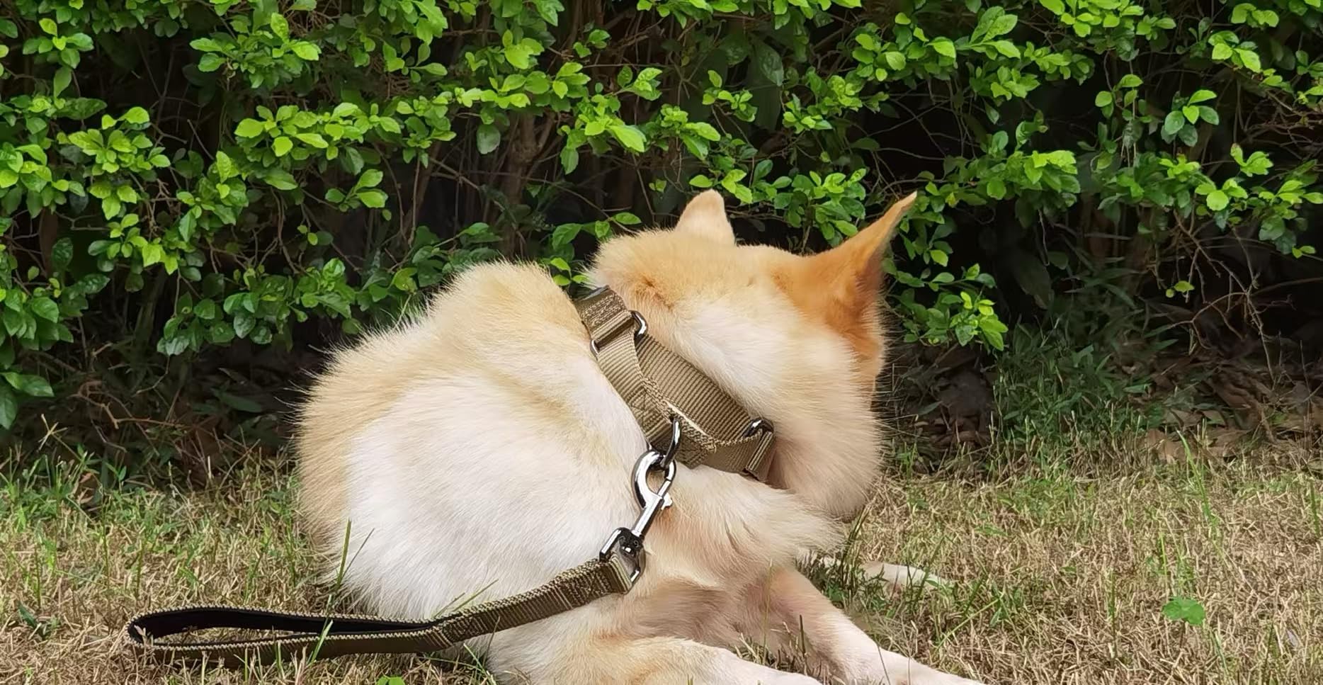 Cyclpet Advanced Short Dog Leash With Soft Padded Handle And Heavy-Dutyclip & Nylon - 12 Inches Lead For Large And Medium Breed