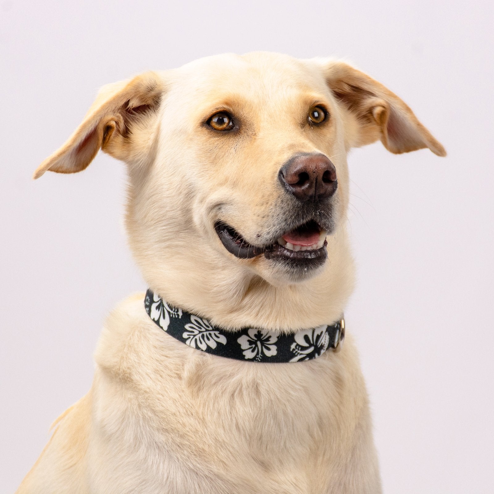 Country Brook Petz - Deluxe Black Hawaiian Dog Collar - Made in The U.S.A. - Summer Breeze Collection Featuring Sunny Designs (1