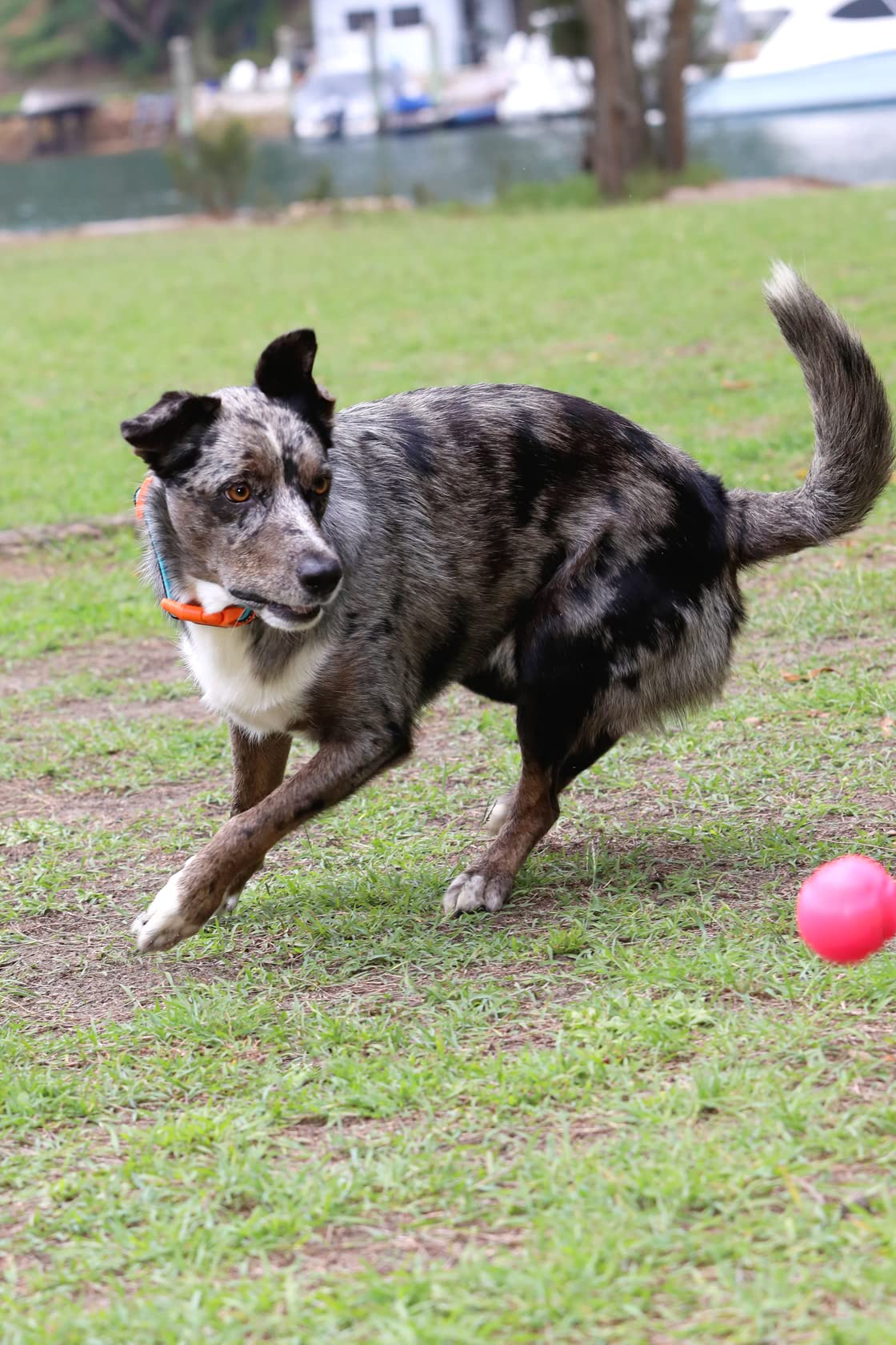 Doog - Soft And Breathable Neoprene Padded Adjustable Dog Collar Available: Xsmall, Small, Medium, And Large Dogs And Puppies Fo