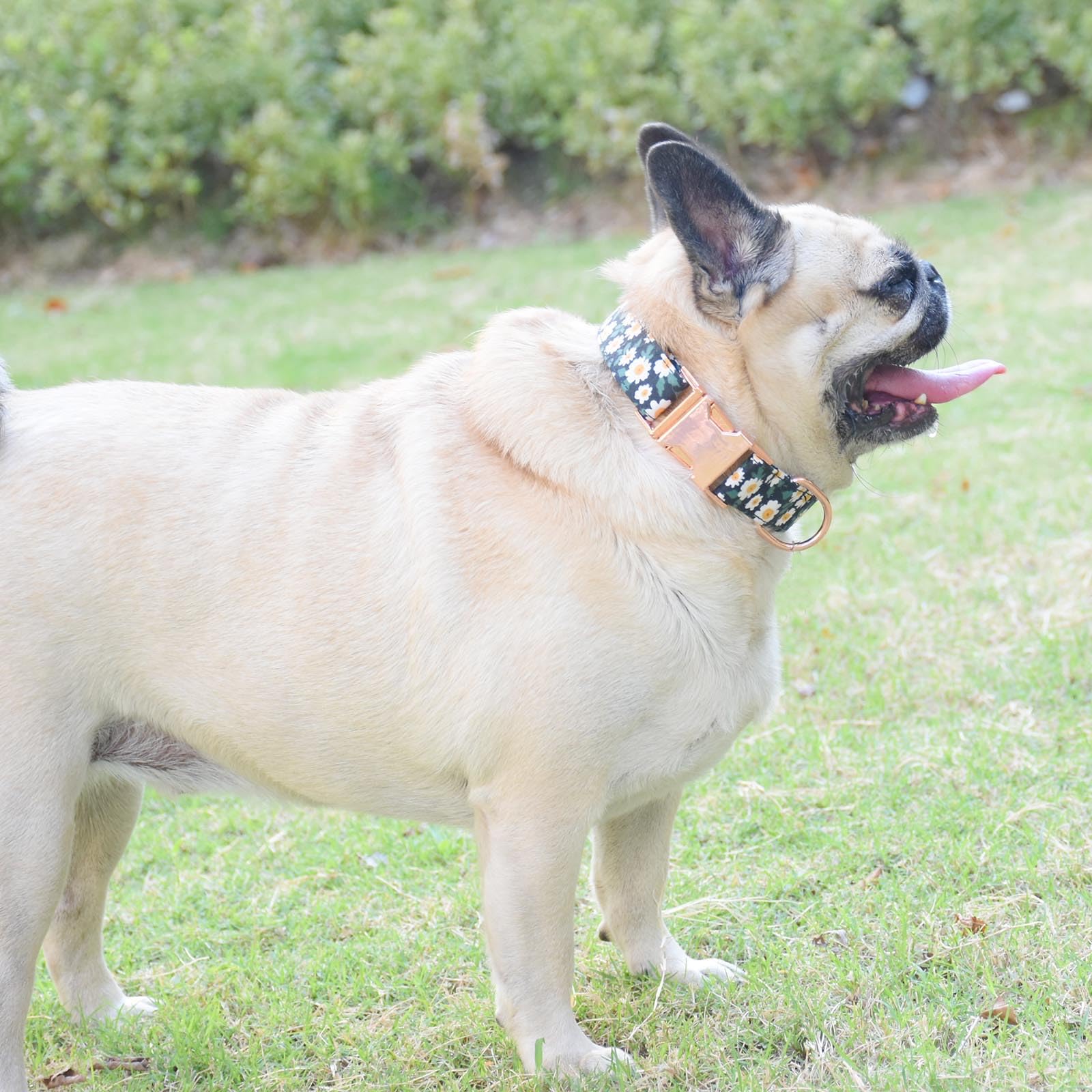 Metal Buckle Dog Collar, Durable Adjustable Dog Collar Soft For Small Medium Large Dogs (001-Black Flower, M(13-18In)