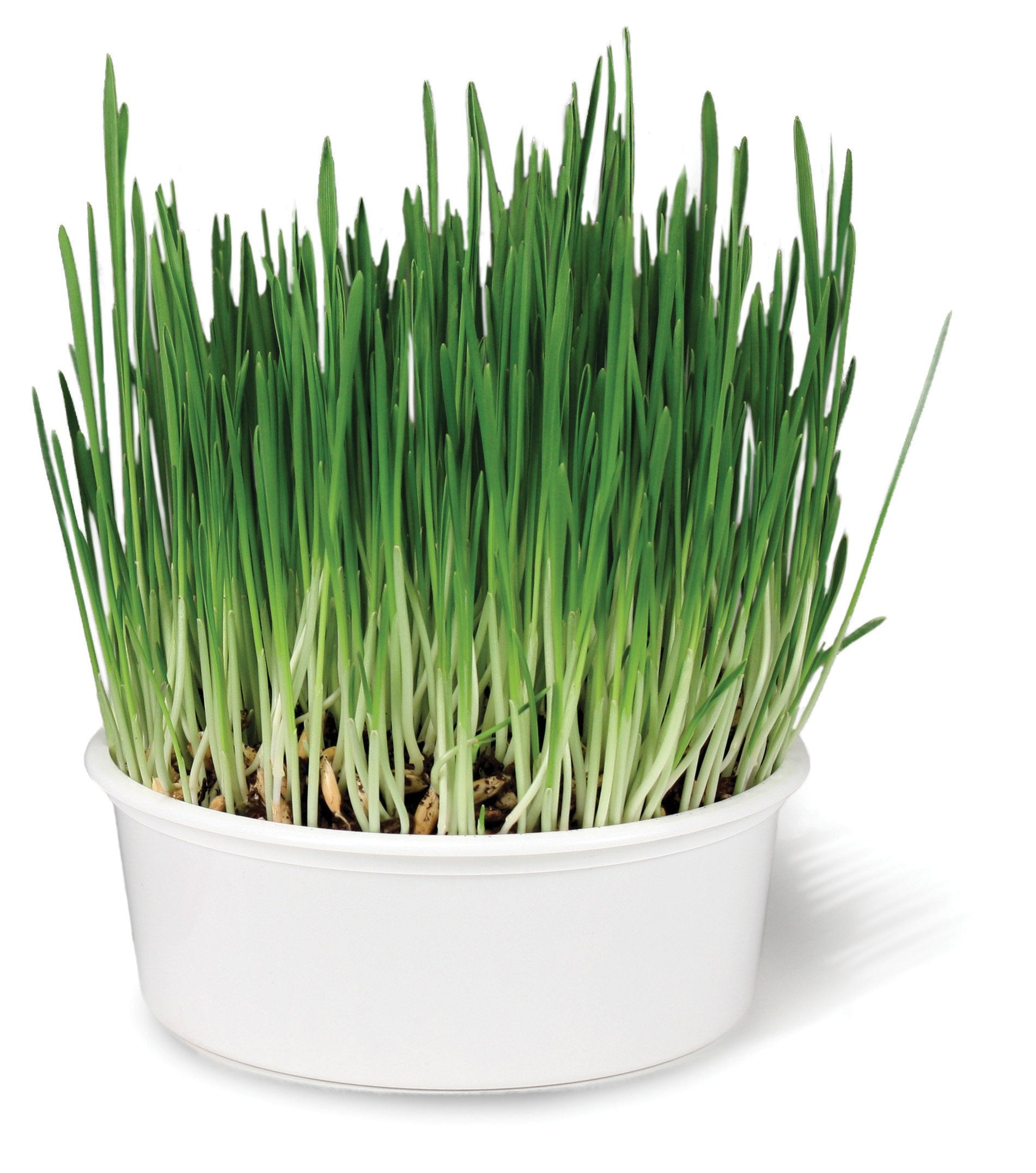 SmartyKat Sweet Greens Cat Grass Kit