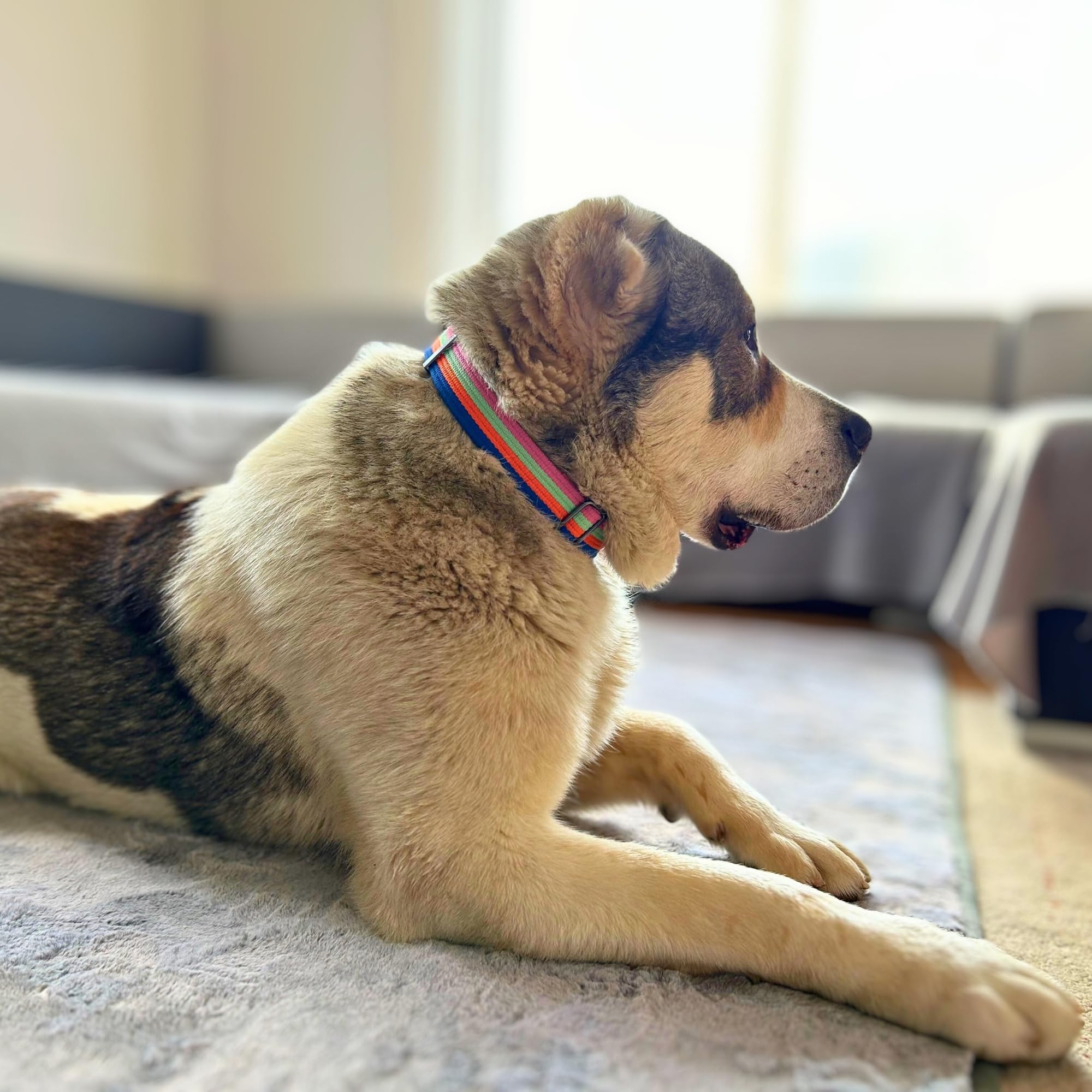 Adityna Cotton Dog Collar With Airtag Holder - Heavy-Duty Metal Buckle, Breathable, Easy Adjustable For Large & Extra-Large Bree