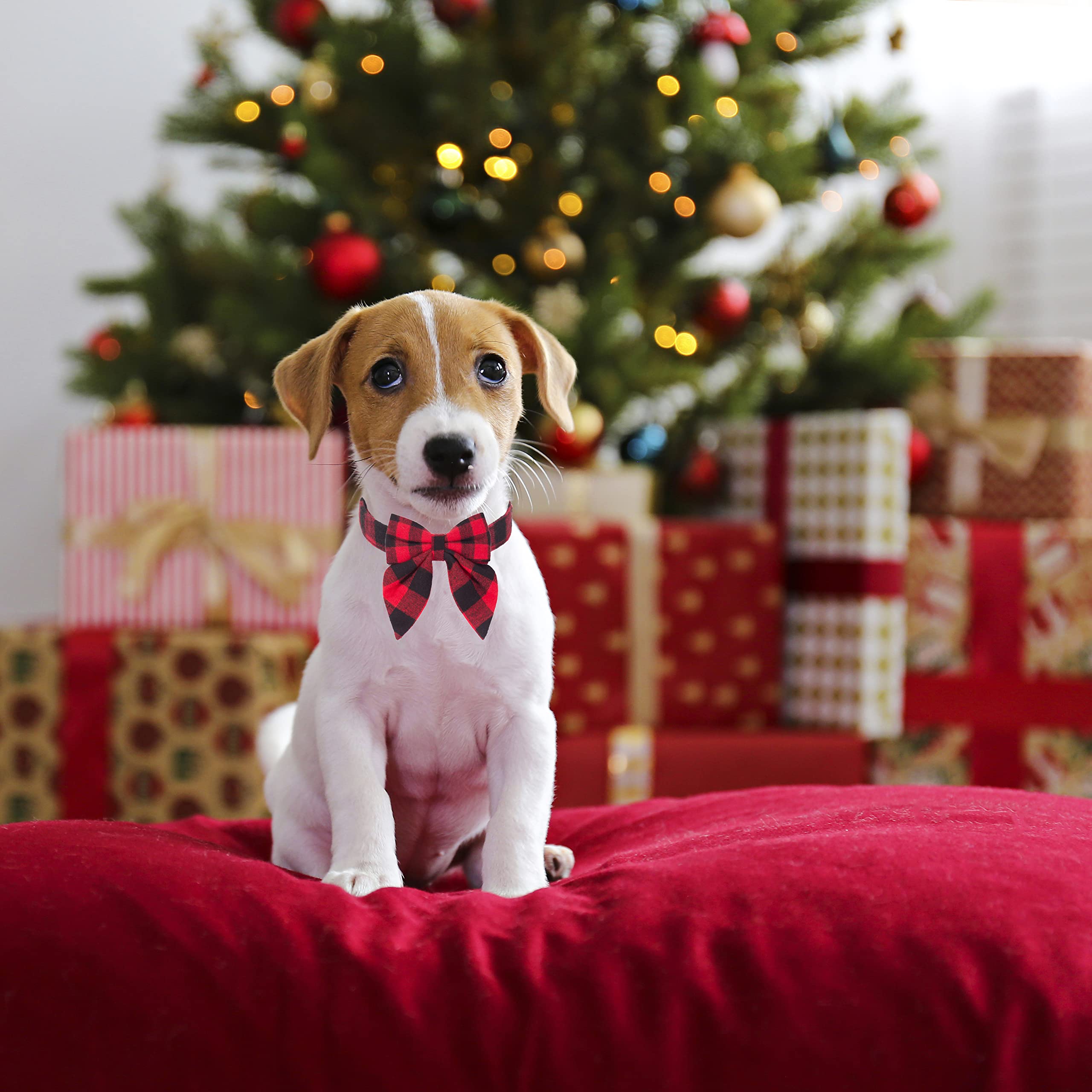 Adoggygo Christmas Dog Collar With Bow, Adjustable Cotton Red Plaid Bowtie Dog Christmas Collars For Medium Dogs Pets (Medium, Red & Black)