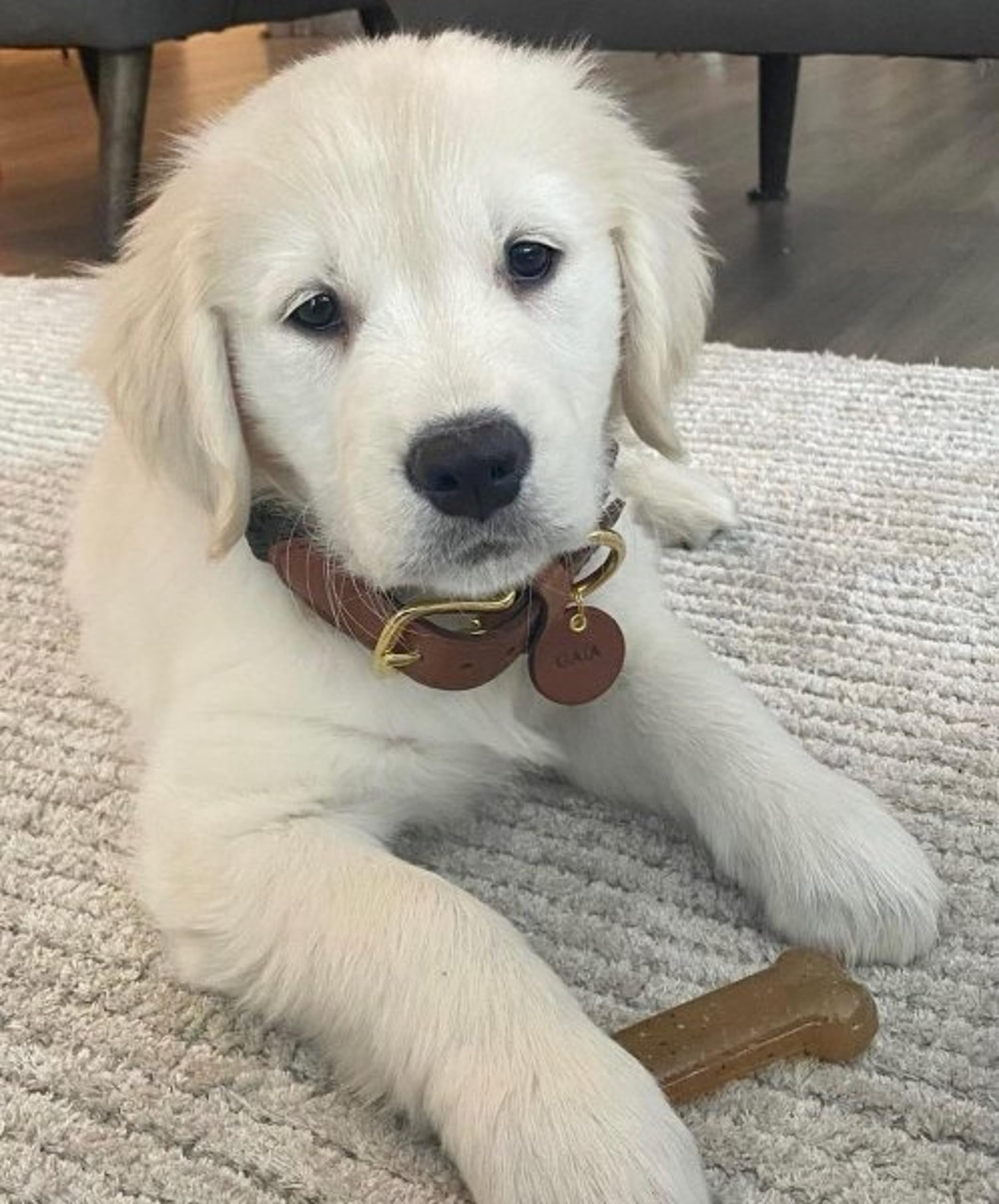 Nylabone Classic Puppy Chew Toy Twin Pack - Puppy Chew Toys For Teething - Puppy Supplies - Chicken & Peanut Butter Flavor, X-Small/Petite (2 Count)