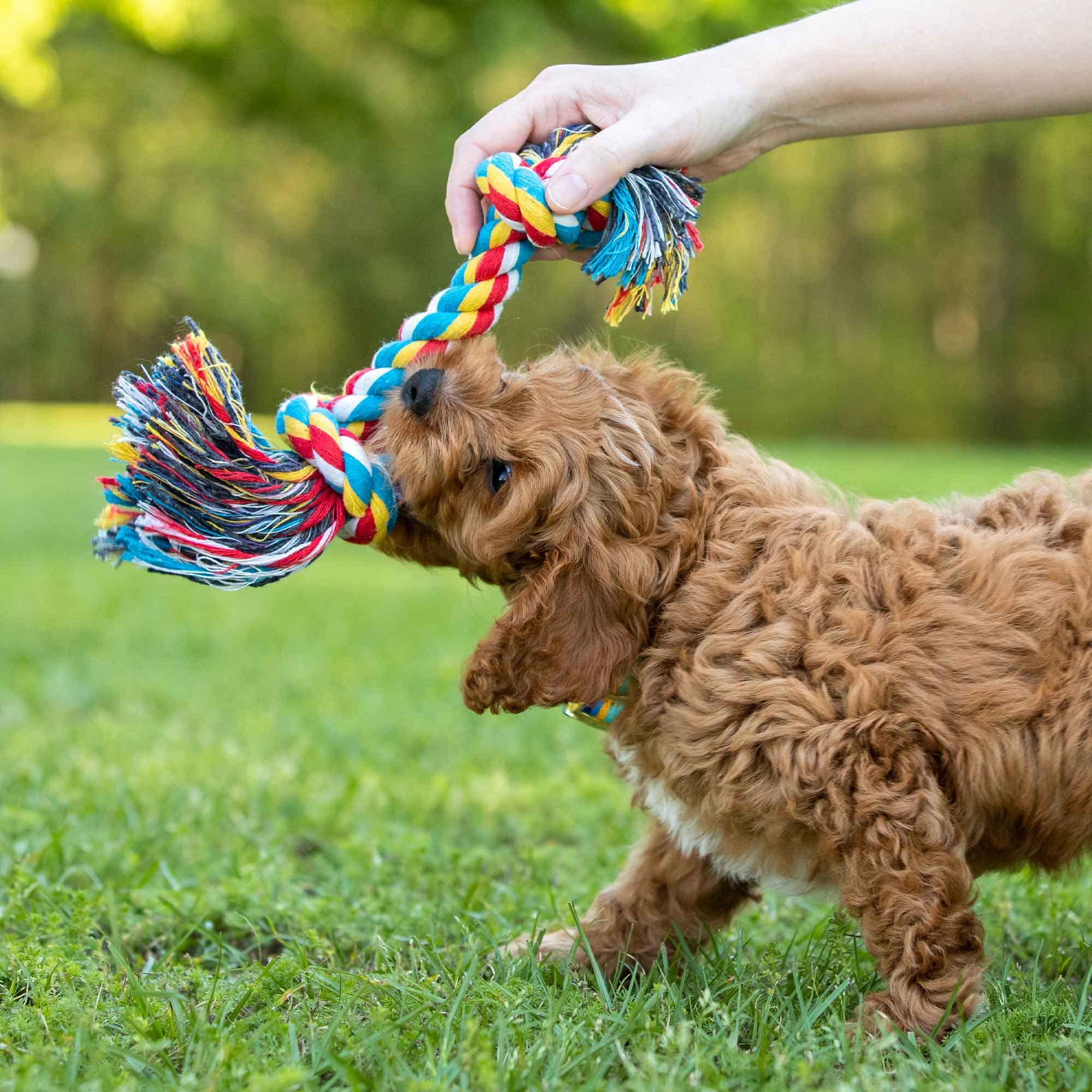 Jeffers Pet Rope Bone Dog Toy, Multi-Colored, 10' - Durable Braided Rope For Tug Of War, Chewing & Fetch - Interactive Play For
