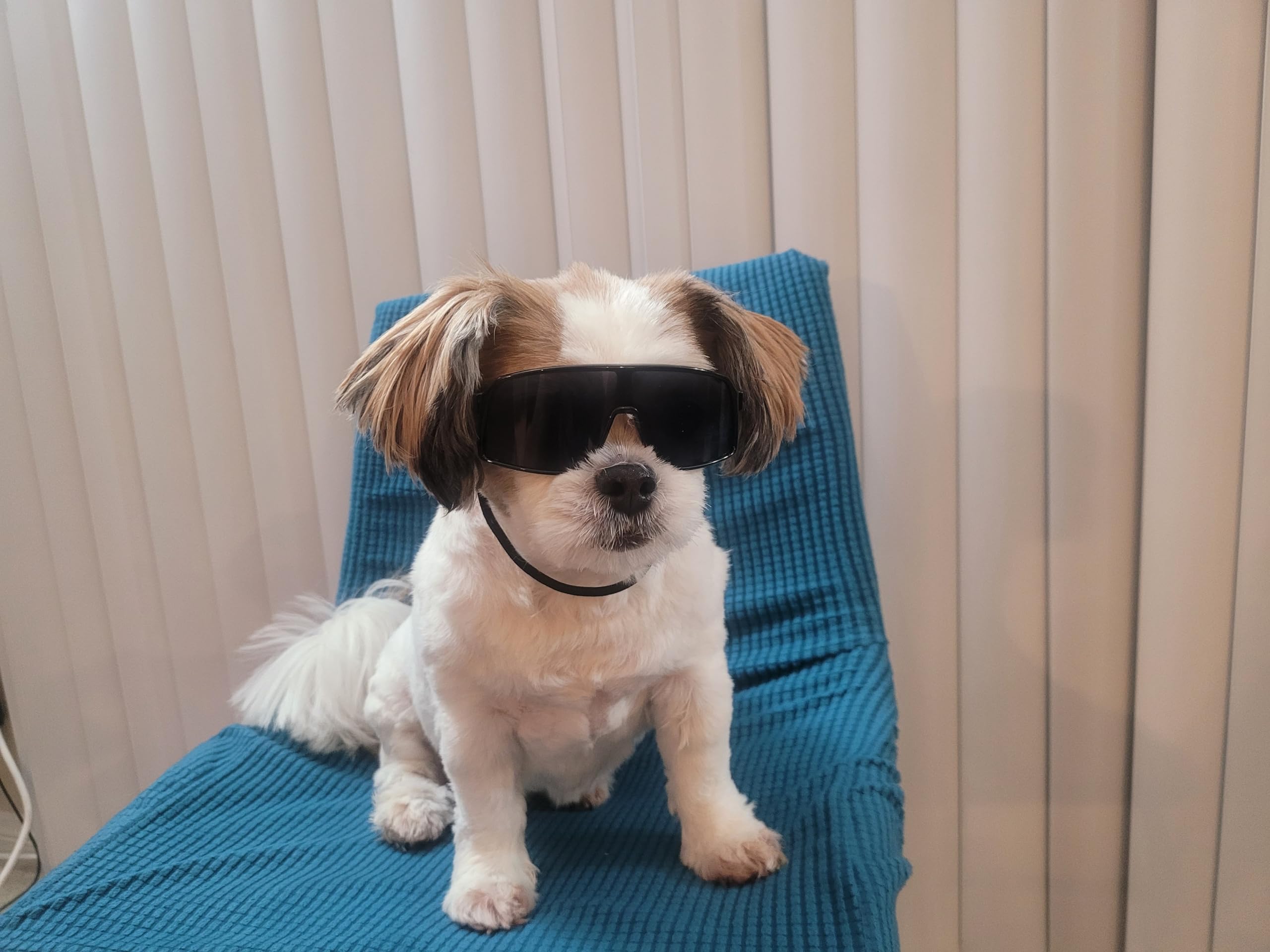 G029 Small Dog Breed 8-18Lbs Pet Puppy Cat Sports Turbo Sunglasses (Turbo Black)