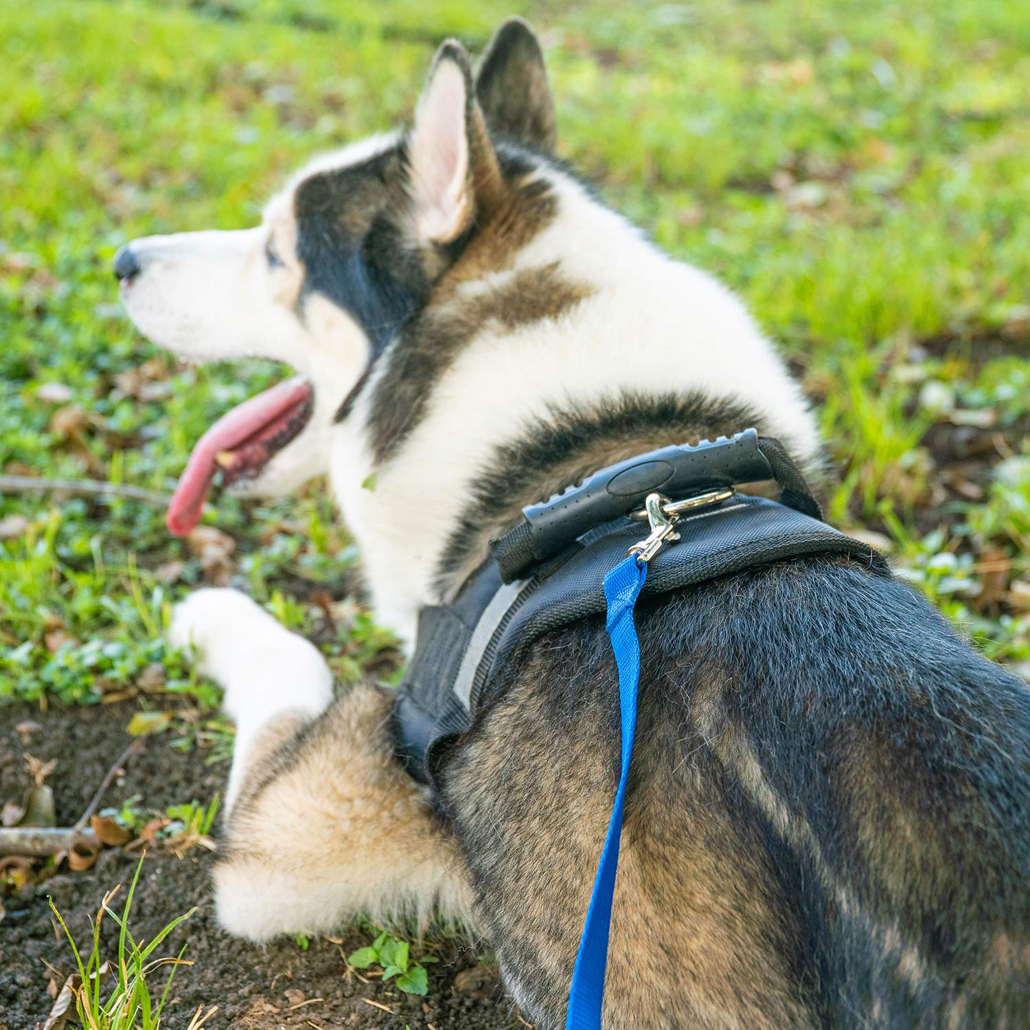 Hi Kiss Dog/Puppy Obedience Recall Training Agility Lead - 15Ft 20Ft 30Ft 50Ft 100Ft Training Leash - Great For Training, Play, Camping, Or Backyard - Pink 20Ft