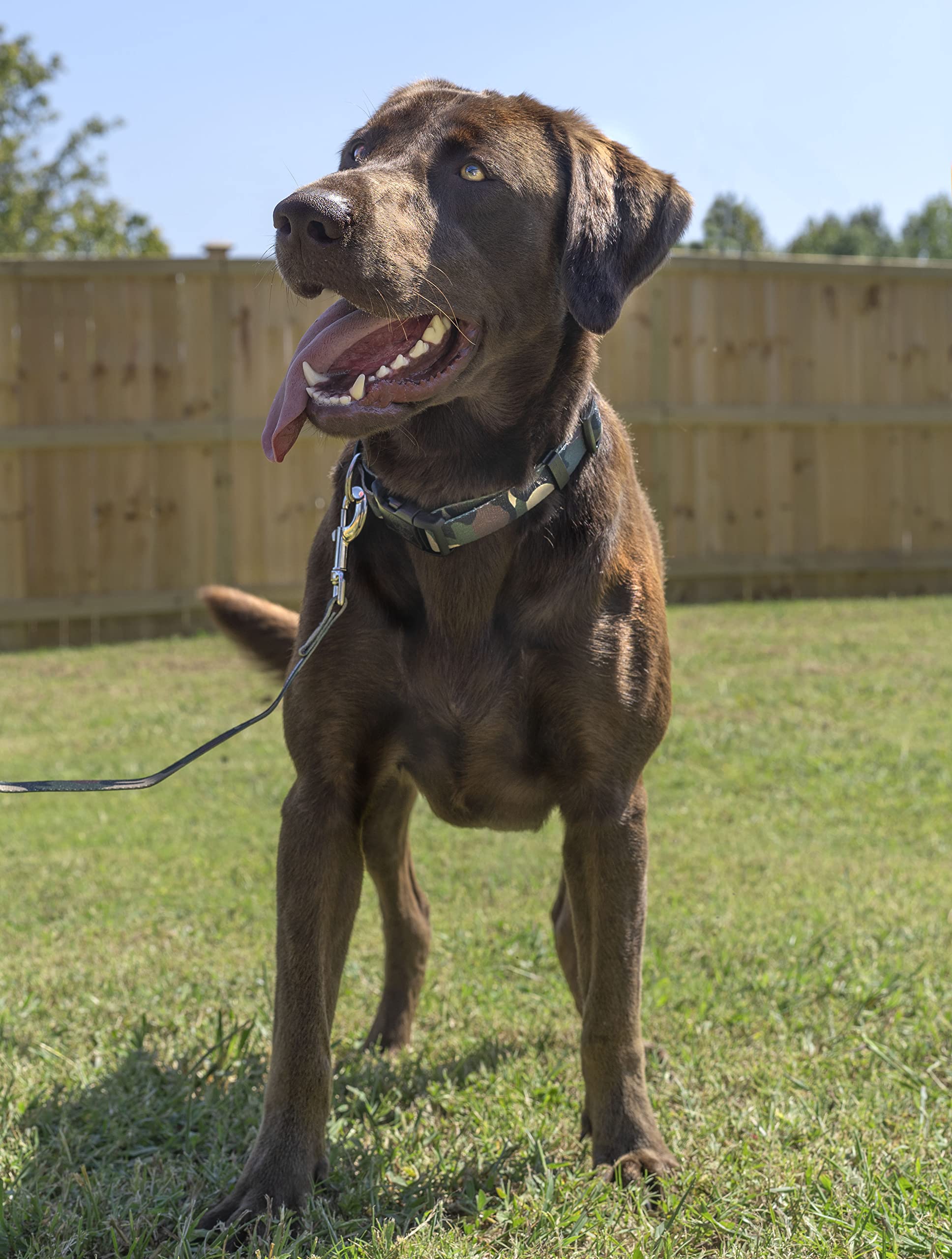 Country Brook Petz - Woodland Camo Deluxe Dog Collar - Made In The U.S.A.- Camouflage Collection With 16 Rugged Designs (1 Inch, Large)