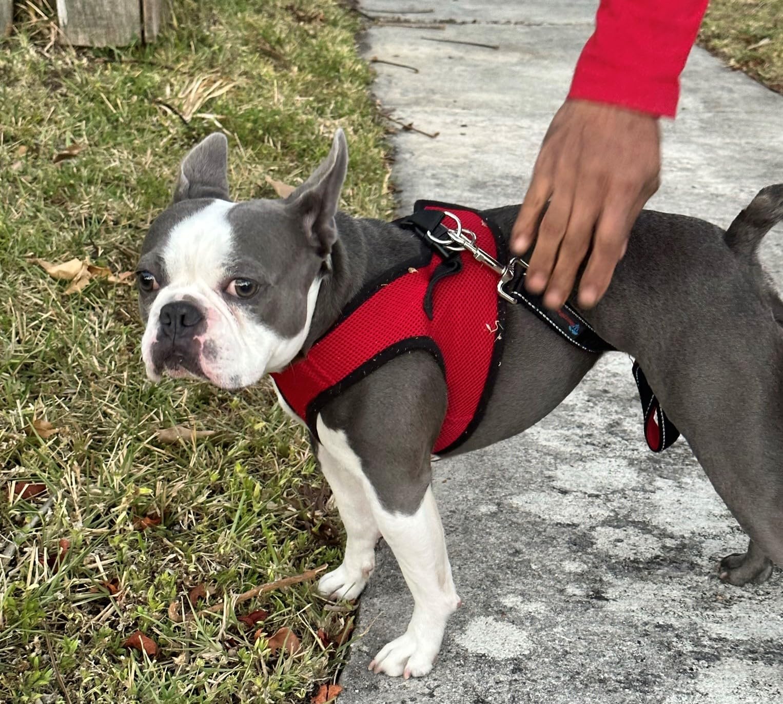 Snazzi Pet Puppy Harness Soft Mesh Comfy Step in Dog Vest Harness No Pull Adjustable Tiny XS Small Med Dogs 2-25 lbs Teacup Mini