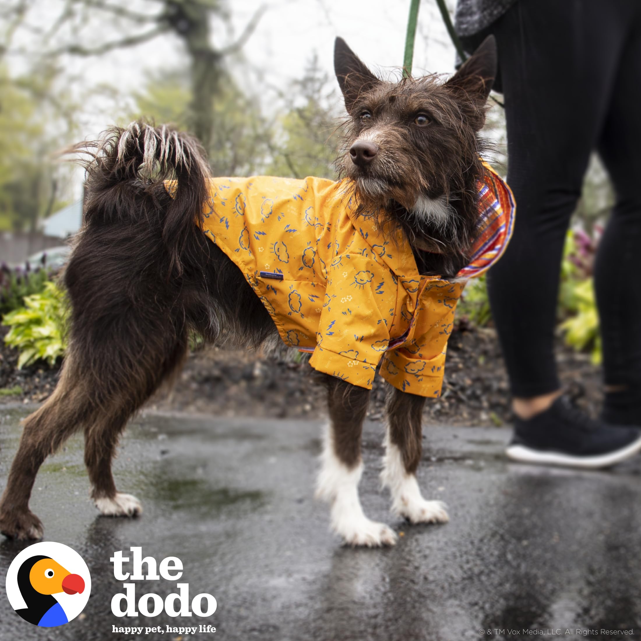 The Dodo Rainy Days Printed Raincoat for Dogs, Orange, Size Large; Water Resistant Dog Raincoat with Hook-and-Loop Drape Closure