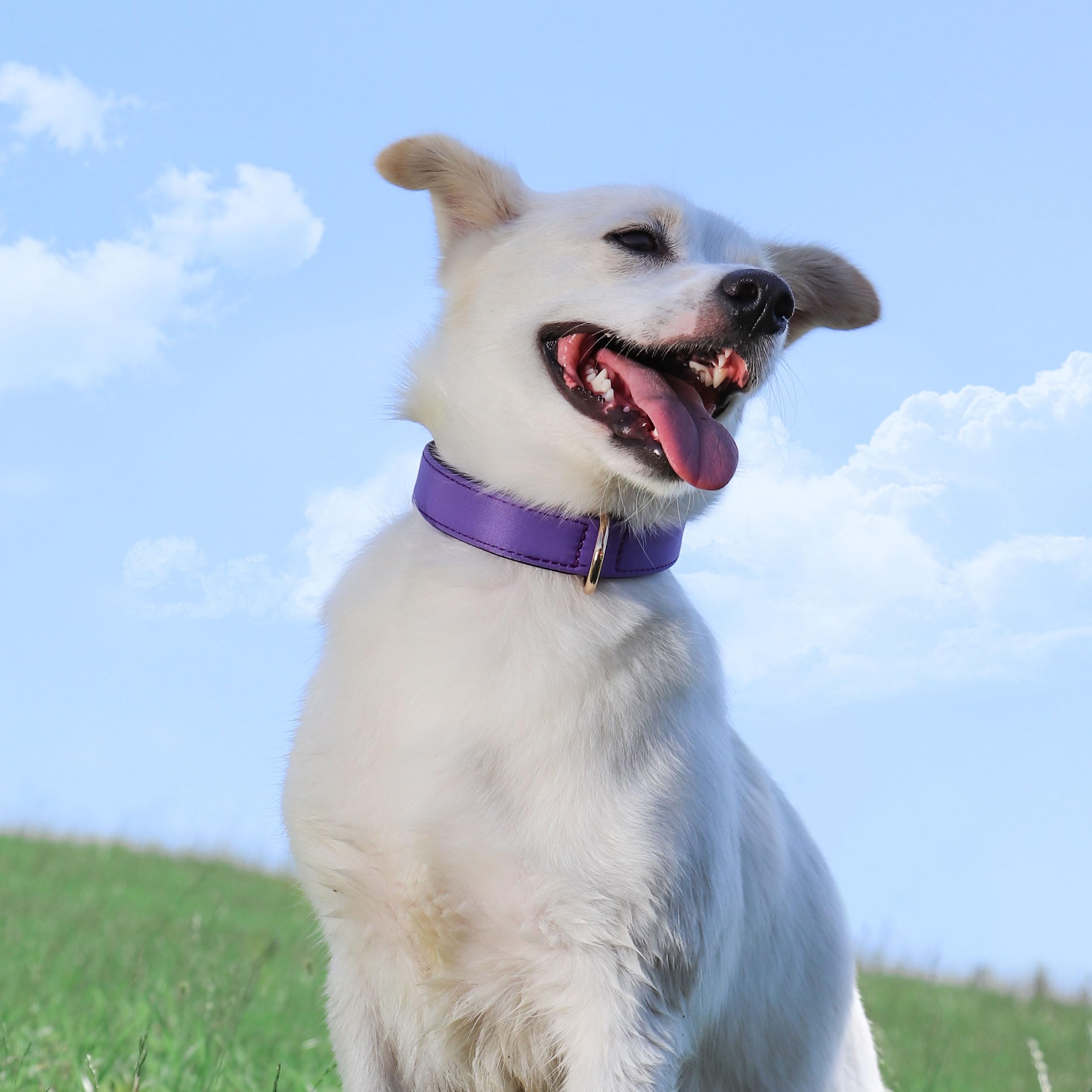 Didog Soft Padded Dog Collars For Medium Dogs, Lightweight And Breathable Purple Dog Collar Waterproof With Metal Buckle, Purple