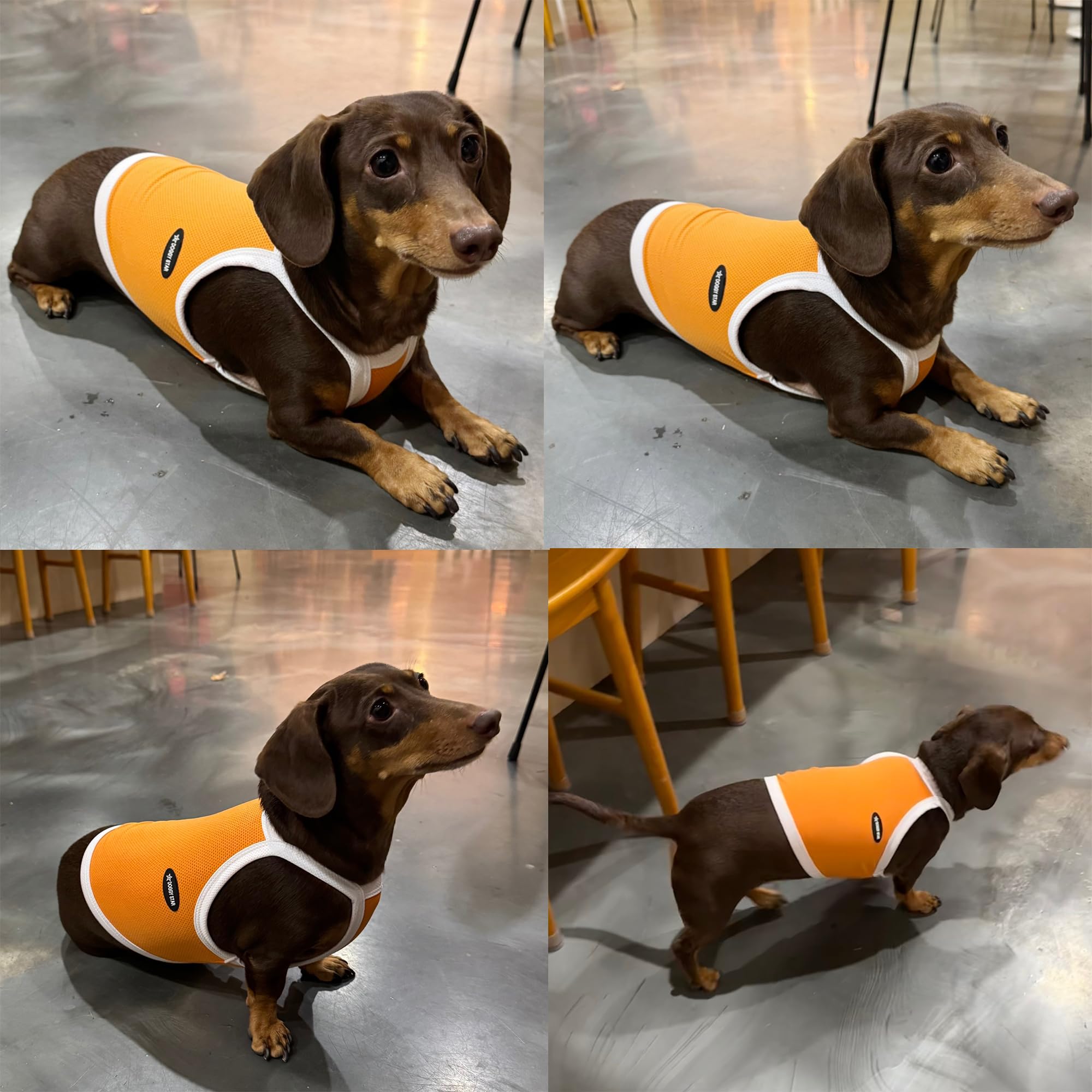 D Doggy Star Dachshund Clothes Spring Summer Cooling String T Shirt Crop Top For Dogs (M,Camisole Orange)