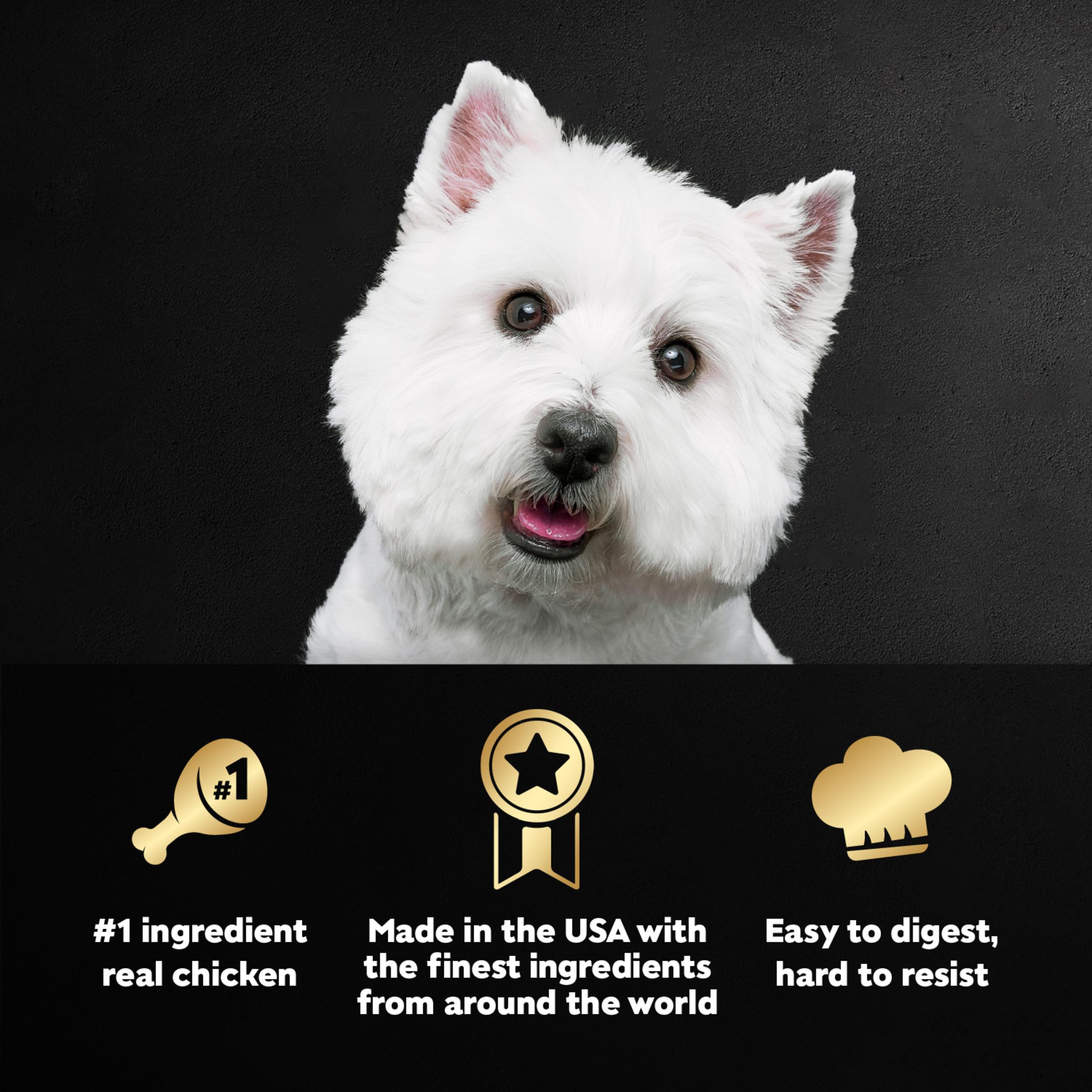 Cesar Filets in Gravy Adult Wet Dog Food, Rotisserie Chicken Flavor, 3.5 oz. (24 Count, Pack of 1)