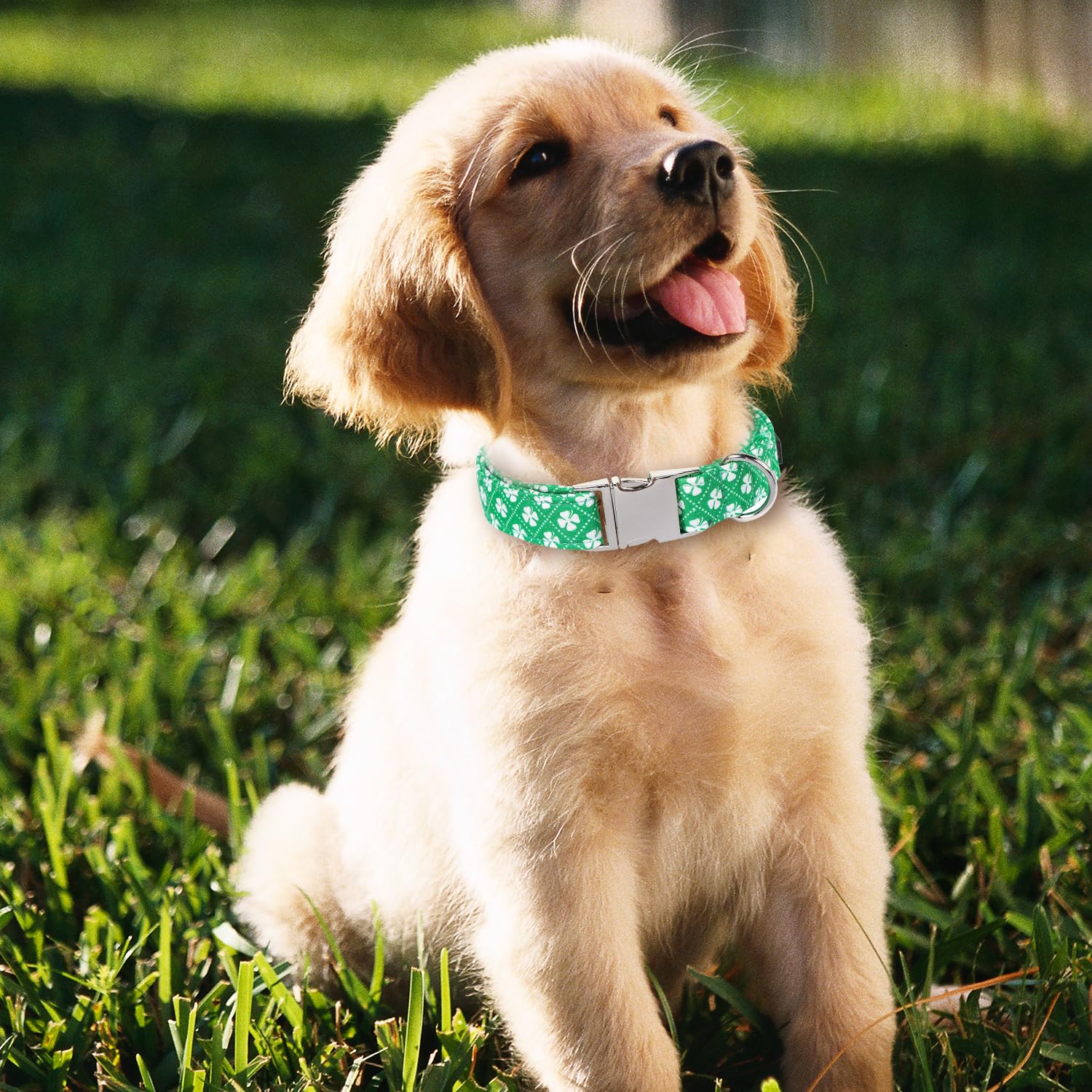 Maca Bates St Patricks Day Dog Collar Irish Clover Dogs Verdant Green Checkered Clovers Soft Adjustable Saint Patrick'S Shamrock