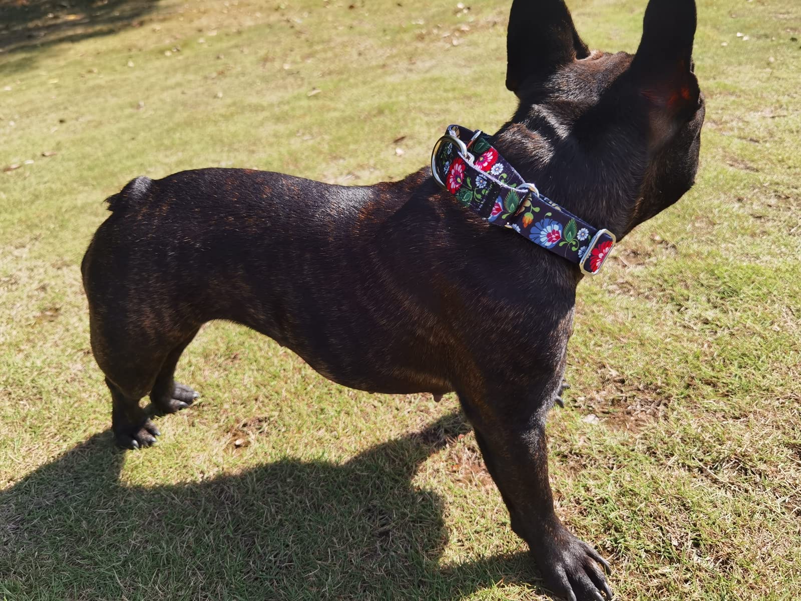 Pimaodog Heavy Duty Nylon Dog Collar, Adjustable Martingale Dog Collar For Walking Training Boy And Girl Dogs Medium Large Dogs (L:45-53Cm, Black)