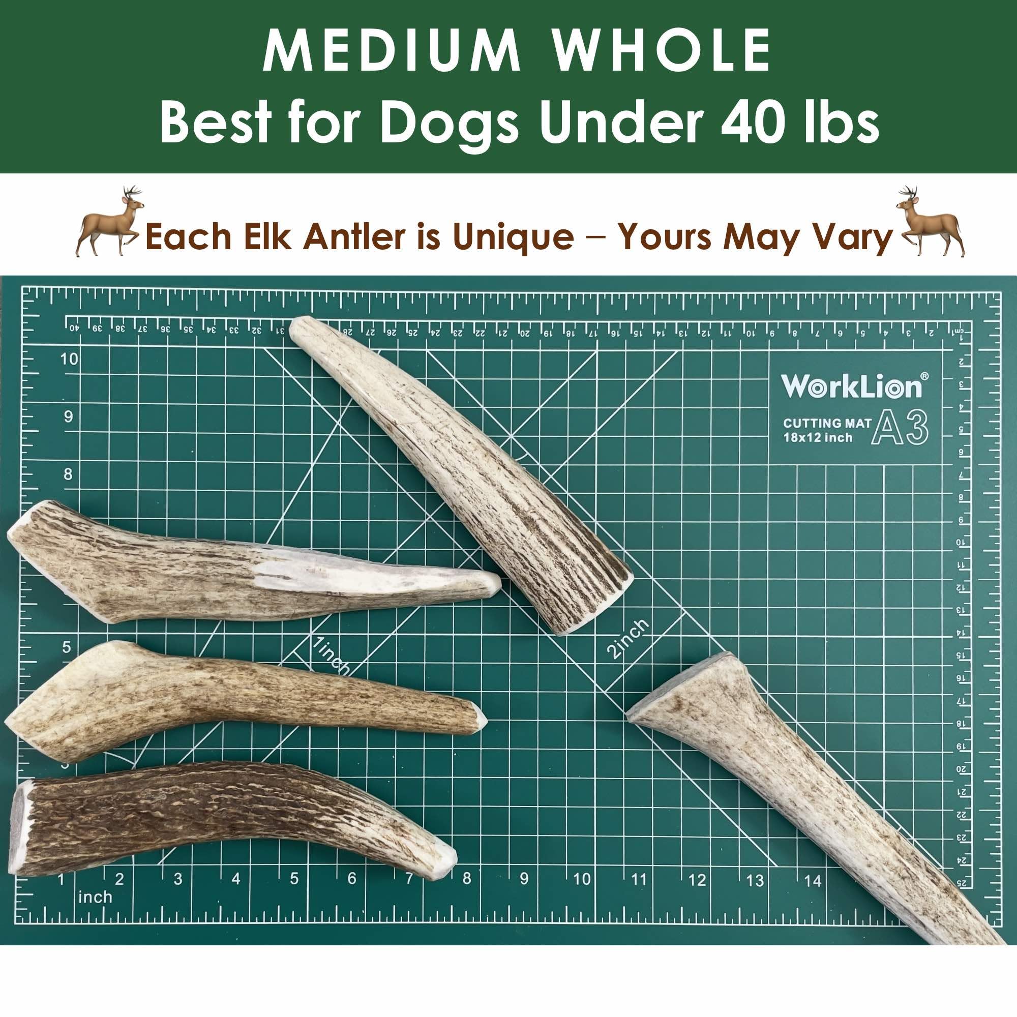 Deluxe Naturals 1-Pack Medium Whole Elk Antler Dog Chews (5.5 to 8+ in) - Long Lasting Natural Dog Bones for Moderate to Aggress