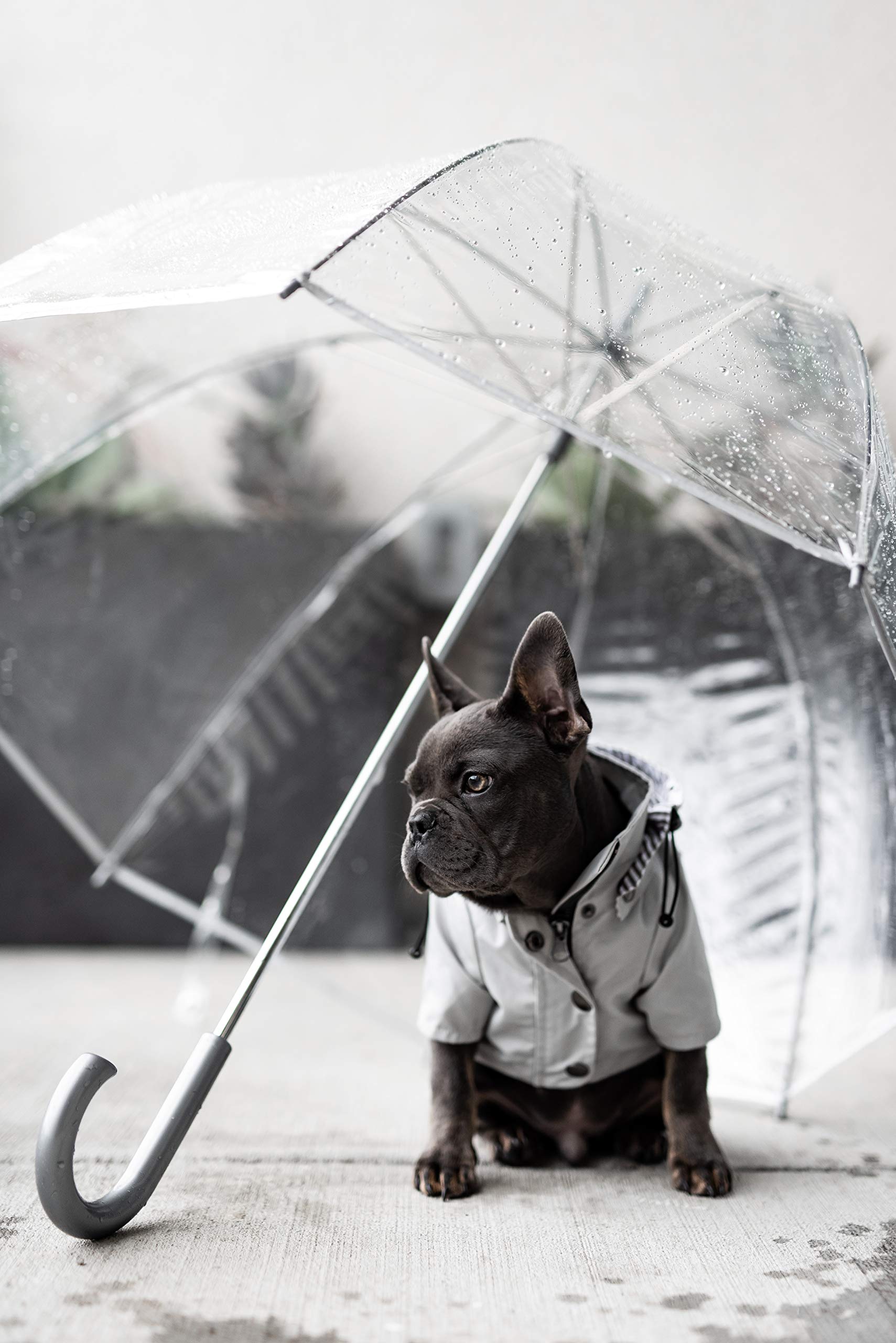 Ellie Dog Wear Zip Up Dog Raincoats With Reflective Buttons, Pockets, Rain/Water Resistant, Adjustable Drawstring, & Removable Hood - Xxs To Xxl - Stylish Premium Dog Raincoats (Light Grey, Small)