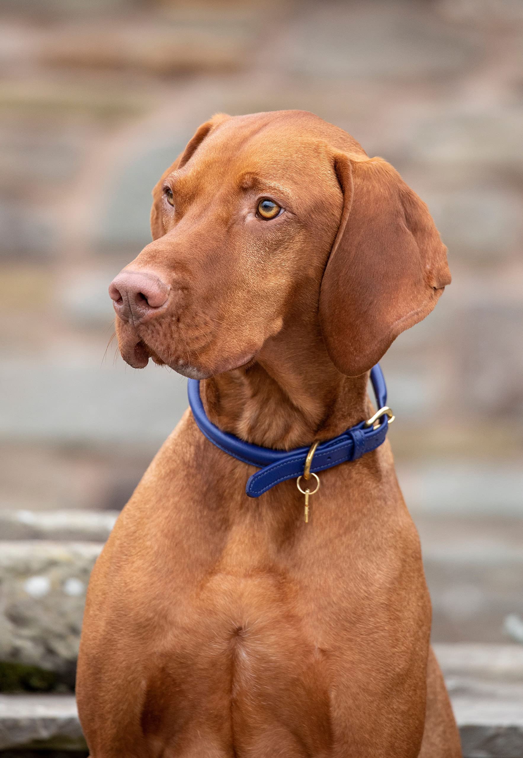 Digby & Fox Rolled Leather Dog Collar (Medium, Navy)