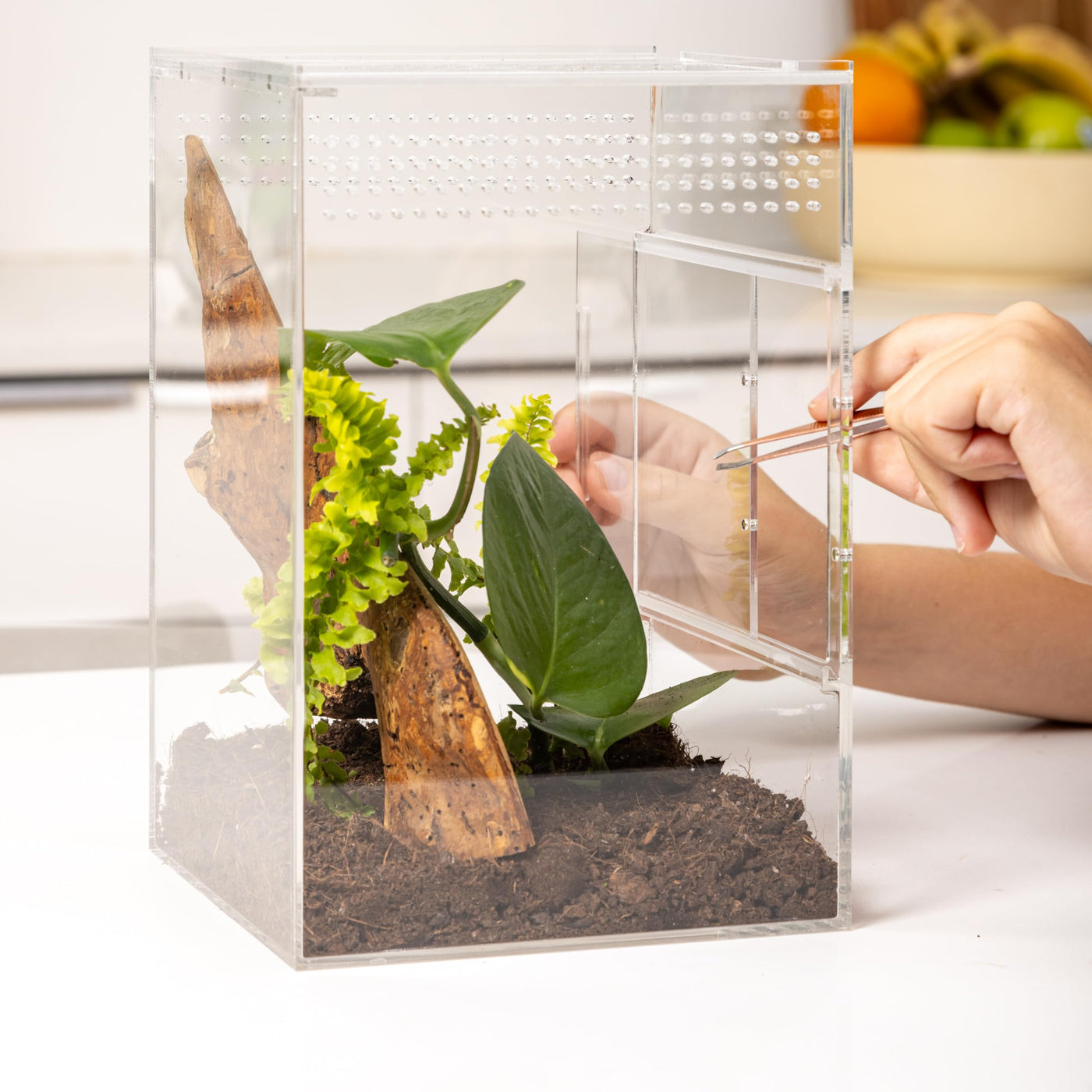 EctoTherm Arboreal Jumping Spider/Tarantula Enclosure