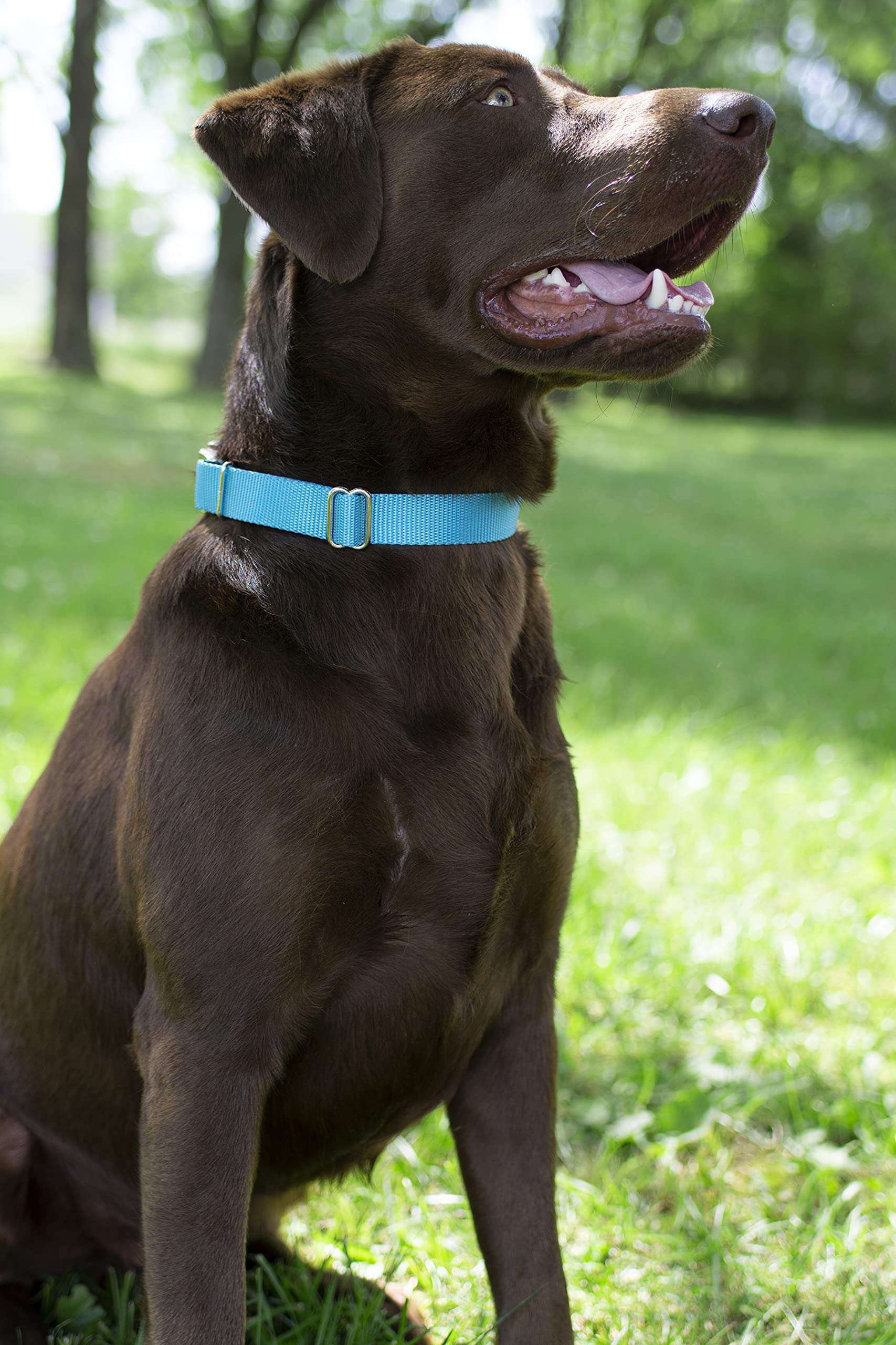 Country Brook Design - Vibrant 30+ Color Selection - Premium Nylon Dog Collar With Metal Buckle (Large, 1 Inch, Ice Blue)