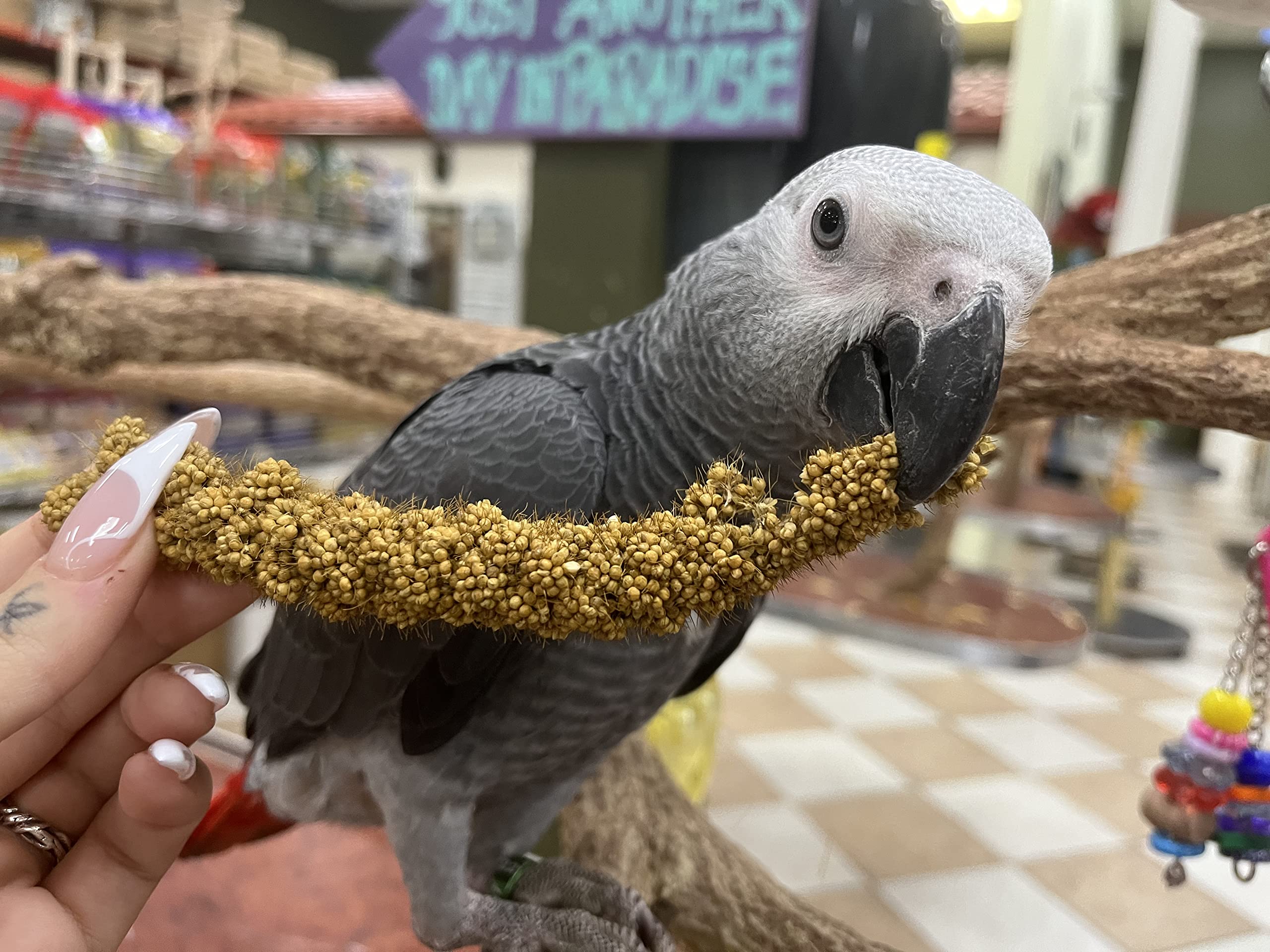Birds LOVE Economy Special Spray Millet GMO-Free (No Stems Only Edible Tops) for Birds Cockatiel Lovebird Parakeet Finch Canary