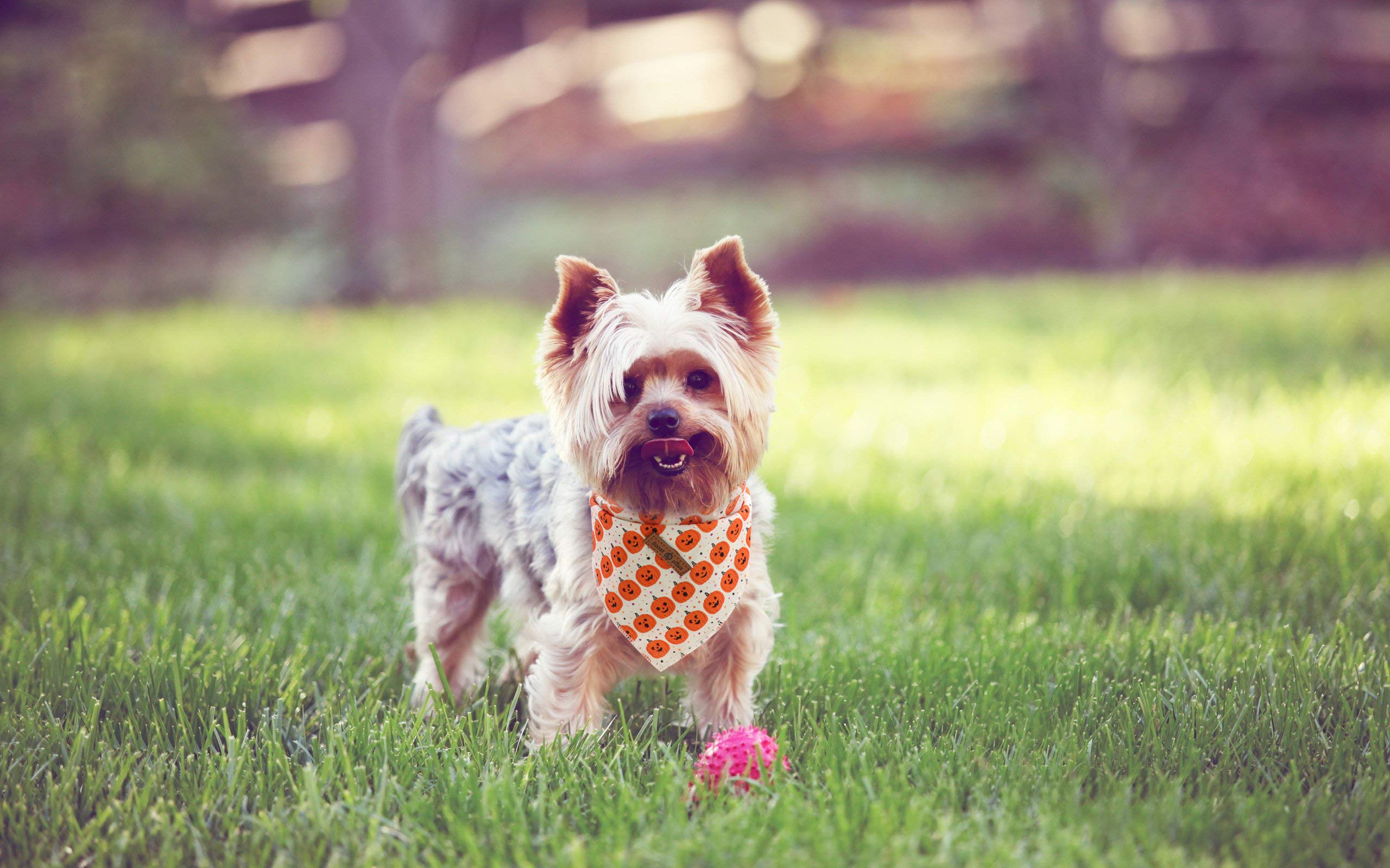 Lionet Paws Halloween Dog Bandana Washable Cotton Handkerchief Scarf Triangle Orange Pumpkin Bandana For Small Medium Large Dogs Girl Boy Gift