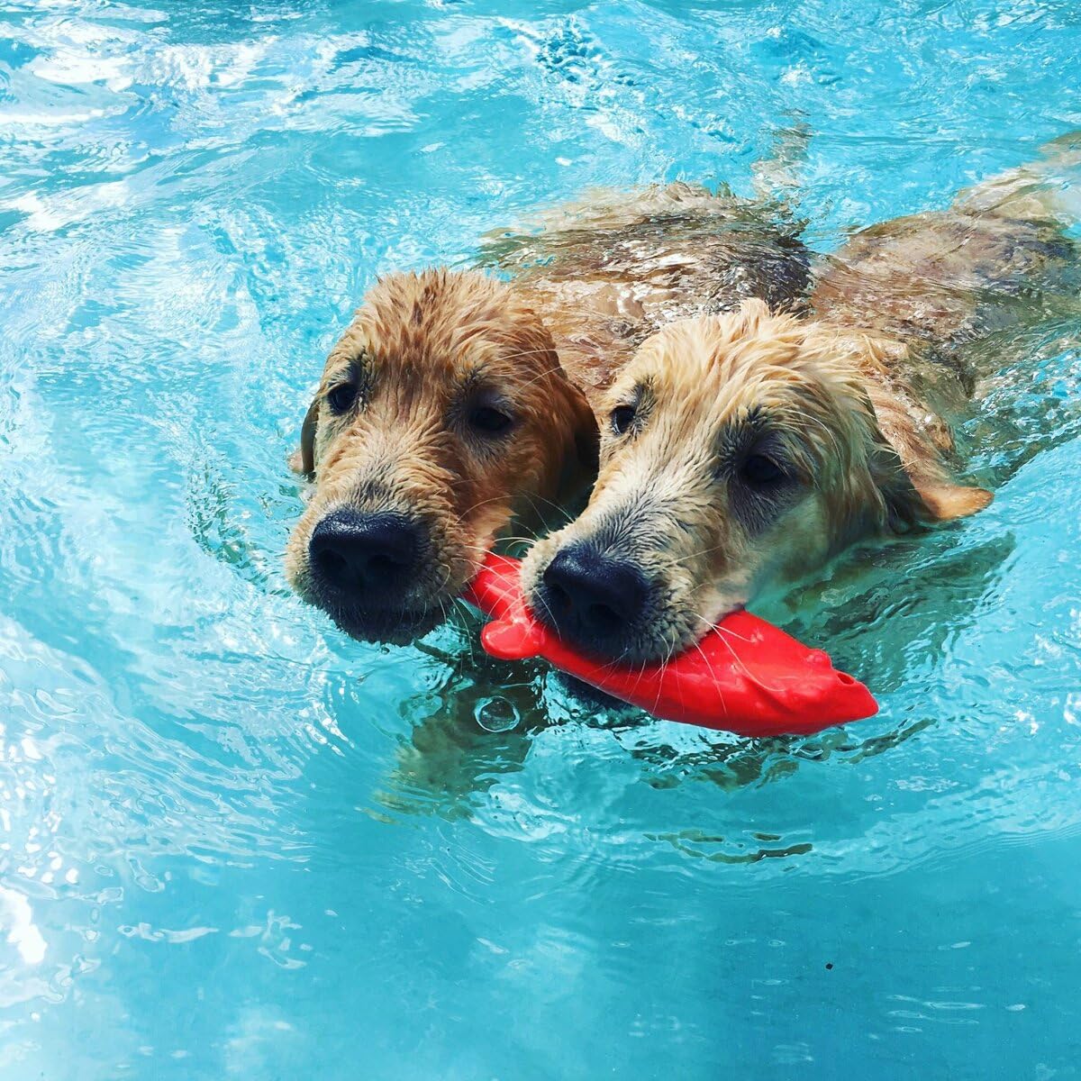 Ruff Dawg Flying Fish - Durable Floating Dog Toy For Water & Land Play - For All Breeds - Made In The Usa - Bright Neon Colors For Visibility And Fun