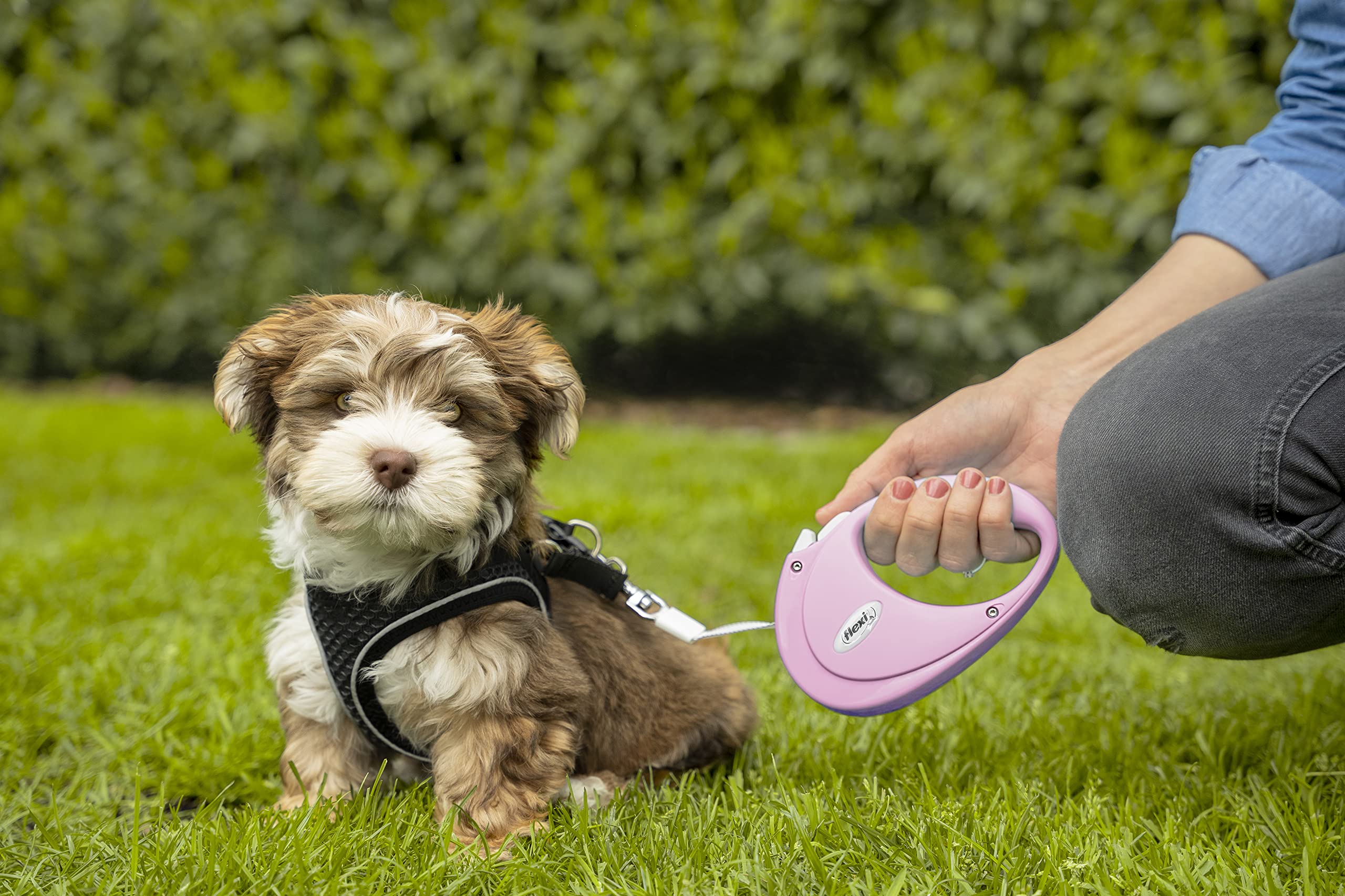 Flexi - Pu00T2-251-Ro - Dog Lead - Retractable Lead - Puppy Tape - 2 M - Pink