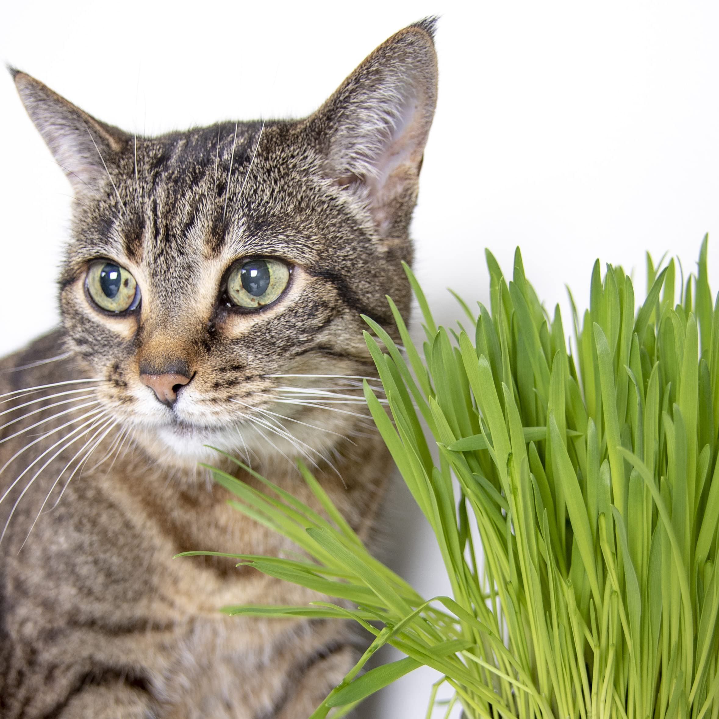 SmartyKat Sweet Greens Cat Grass Kit