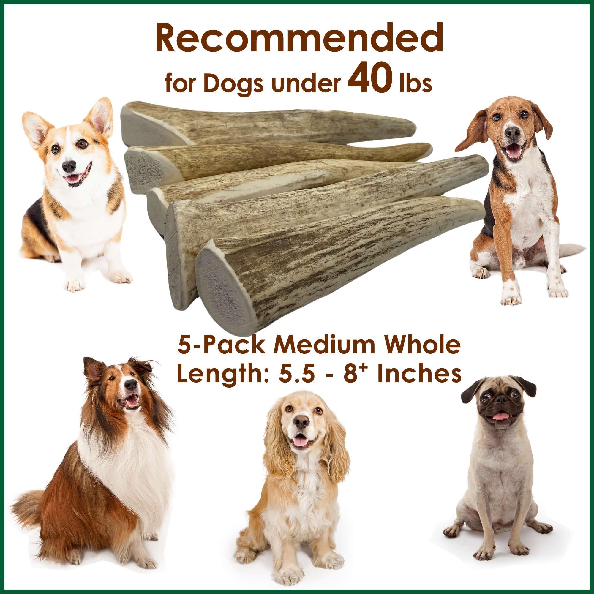 Deluxe Naturals 5-Pack Medium Whole Elk Antler Dog Chews, 5.5-8+ Inches, Long-Lasting Natural Dog Chews for Aggressive Chewers,