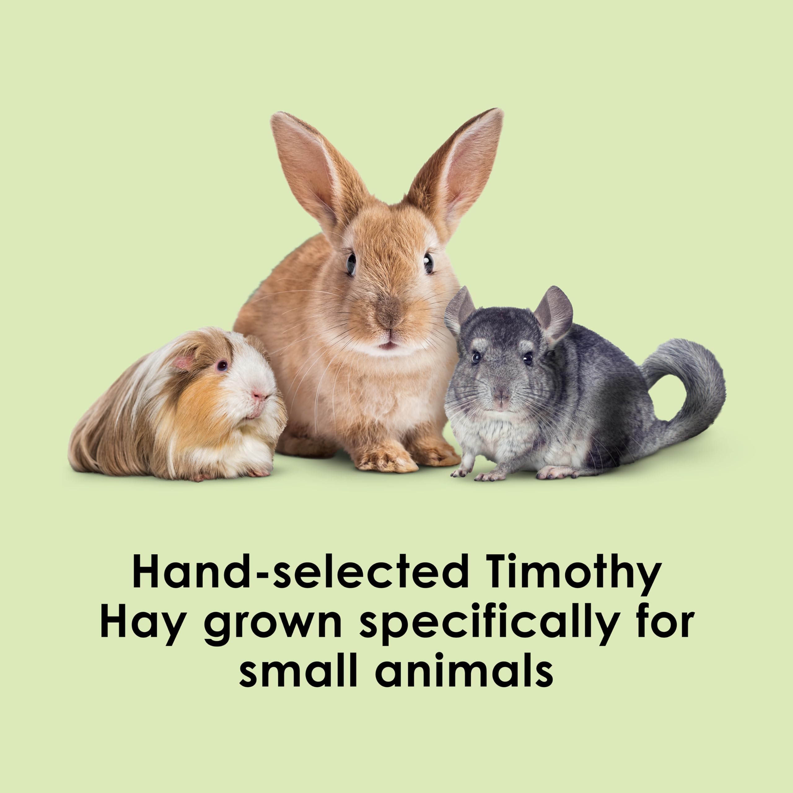 Kaytee Timothy Hay, High Fiber, Grown Specifically for Small Animals, Rabbits, Guinea Pigs, Chinchillas, Ideal Bulk Order for Sm