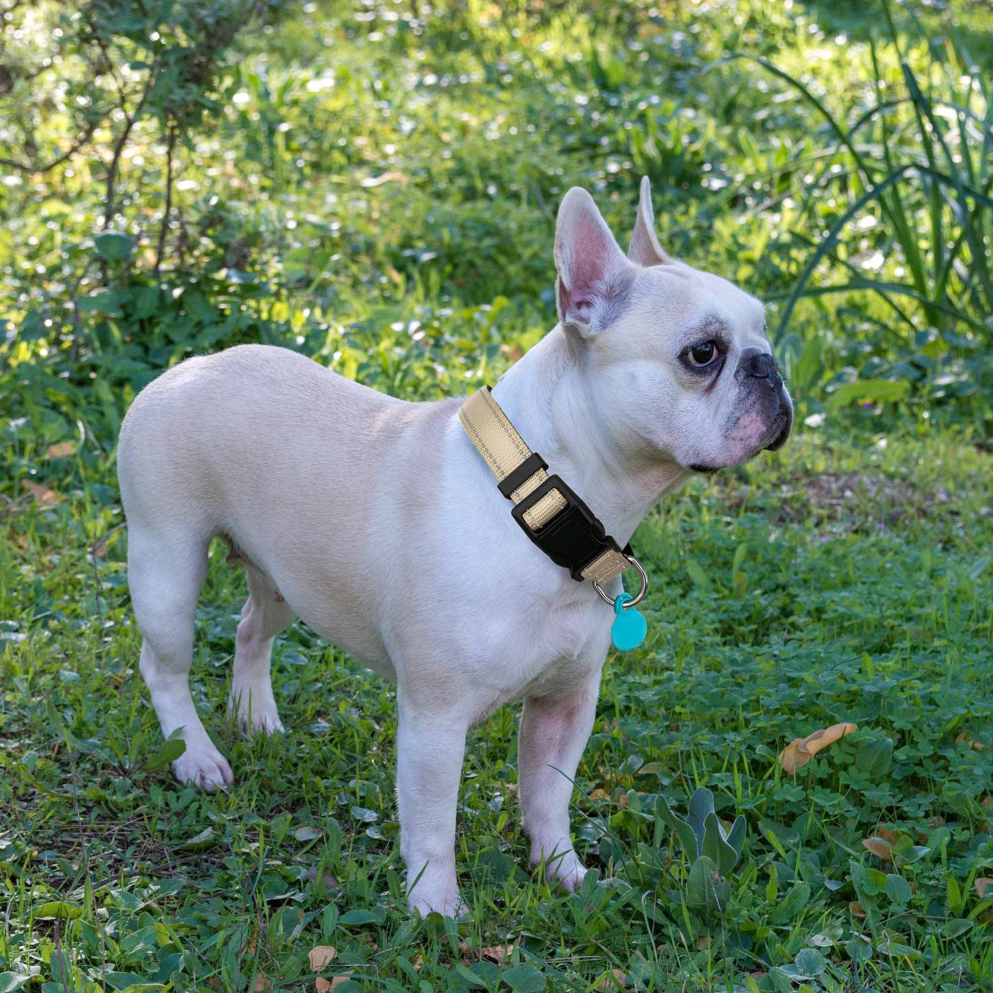 Ladoogo Reflective Dog Collar Padded With Soft Neoprene Breathable Adjustable Nylon Dog Collars For Small Medium Large Dogs (Large (Pack Of 1), Vanilla Collar+Leash)