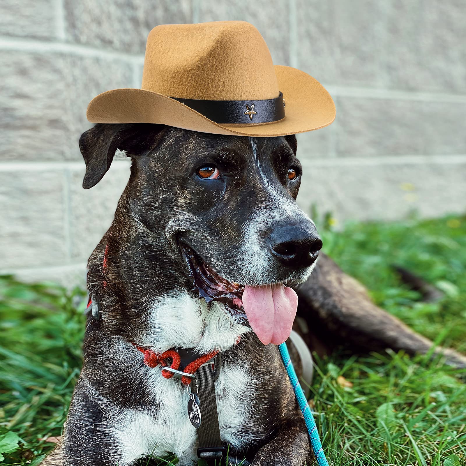 Yewong 3 Pieces Pet Hat Pet Formal Top Hat Mexico Sombrero Hat Cowboy Hat Dog Cat Pet Costume Hat For Halloween Party Photo Props Supplies One Size