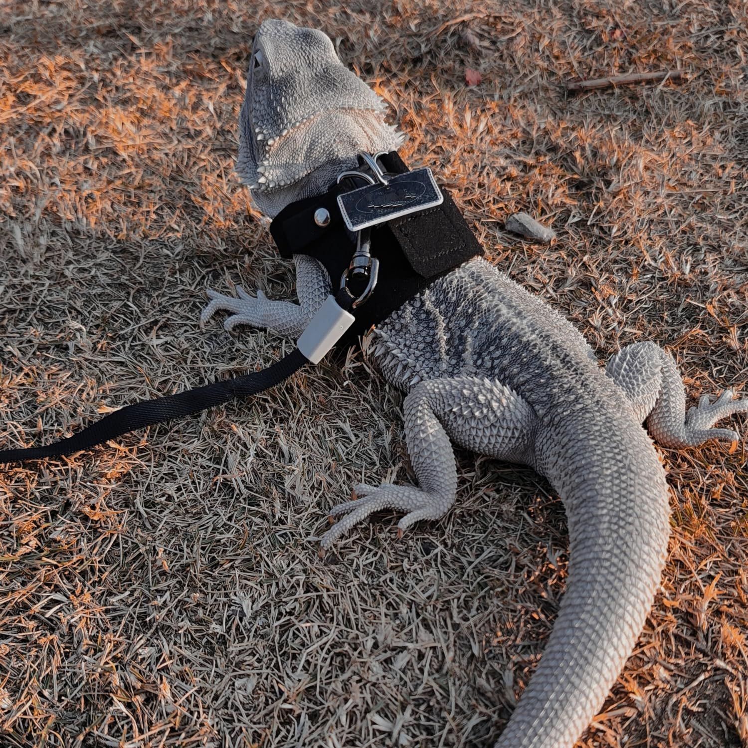 3 Pack Bearded Dragon Harness And Leash Set - Adjustable Soft Leather Lizard Harness With Retractable Leash Small Animal Tractio