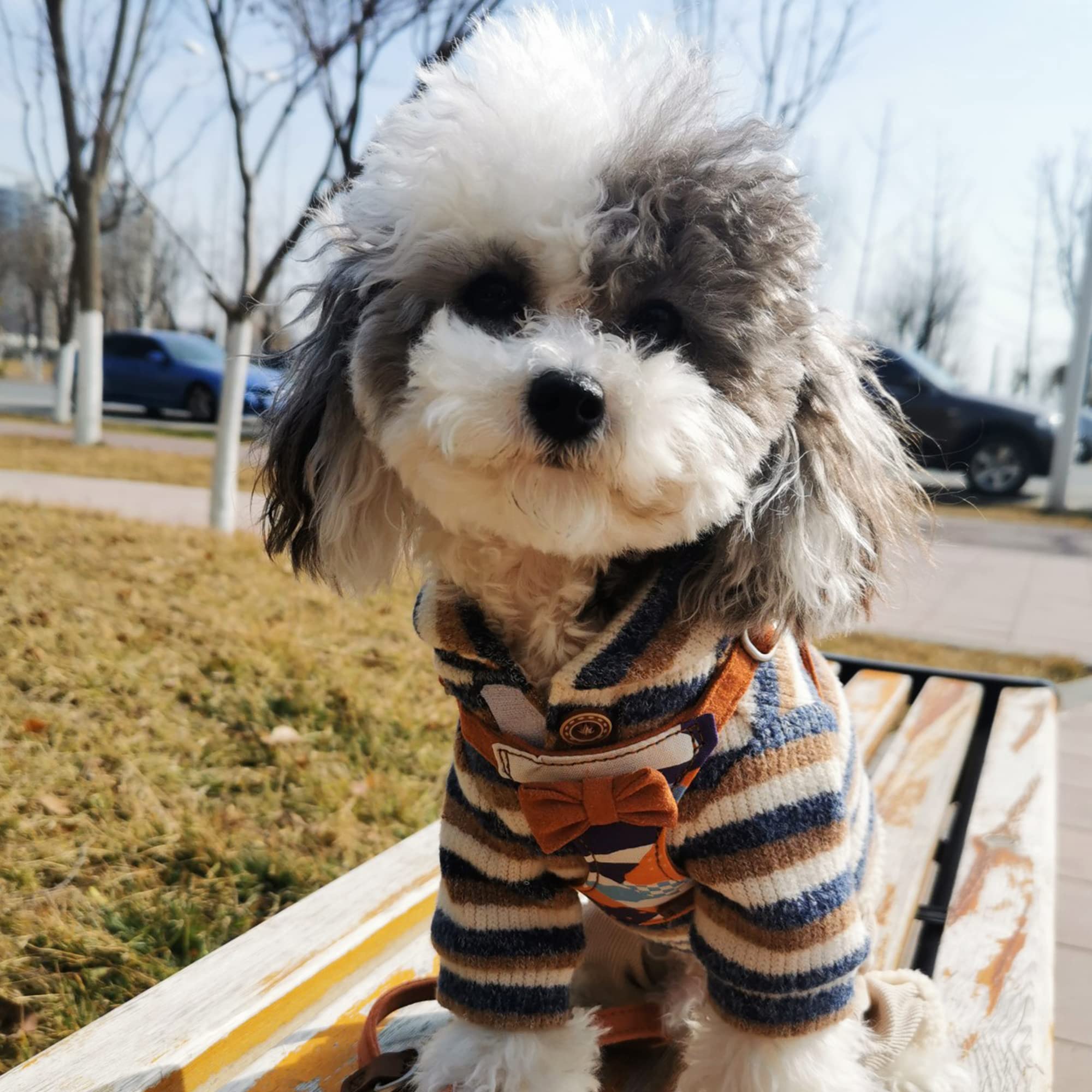 Puppytie No Pull Xs Dog Harness With Multifunction Dog Leash,Soft Adjustable No Choke Escape Proof Pet Harness Vest,Suede Bow Br