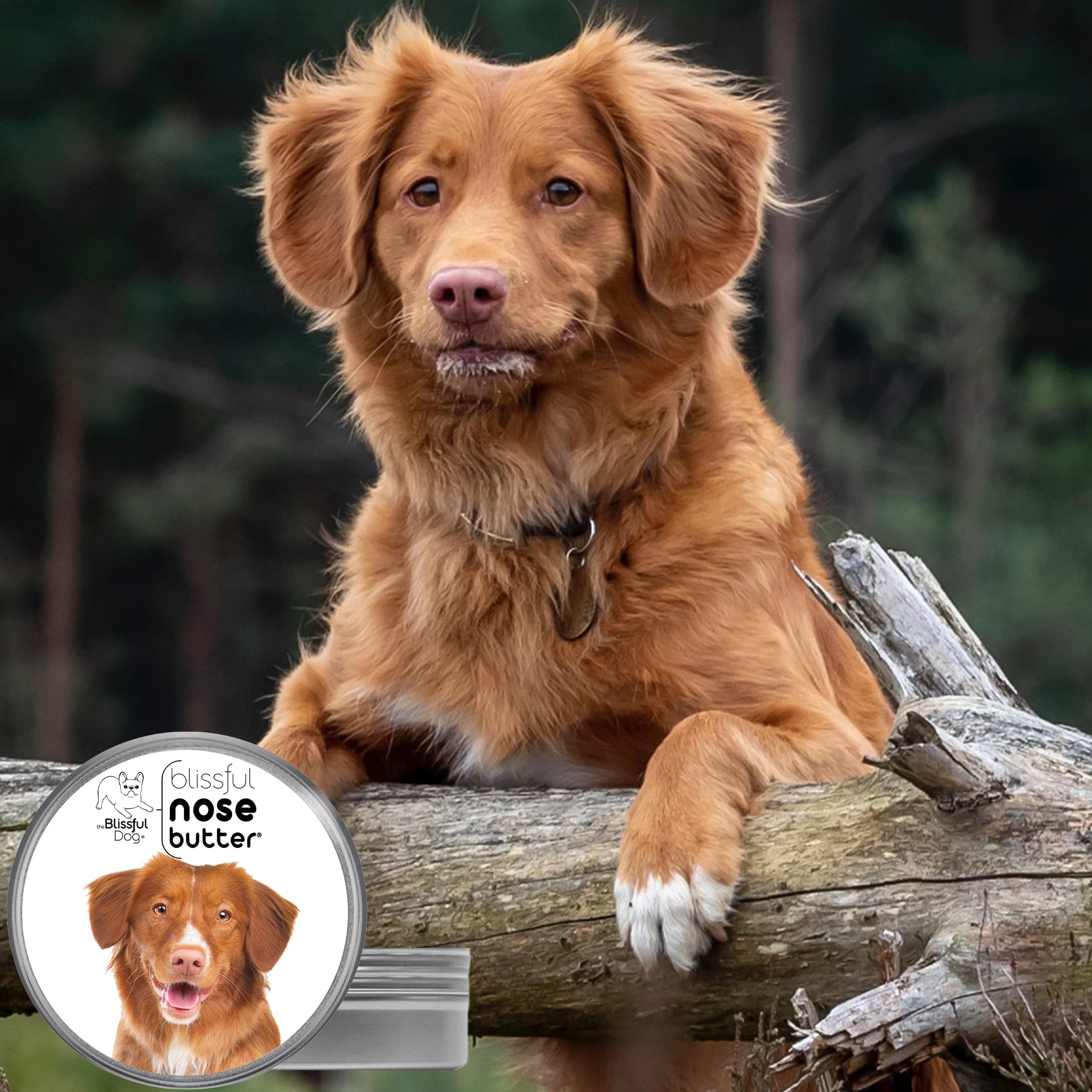 The Blissful Dog Nova Scotia Duck Tolling Retriever Unscented Nose Butter - Dog Nose Butter, 2 Ounce