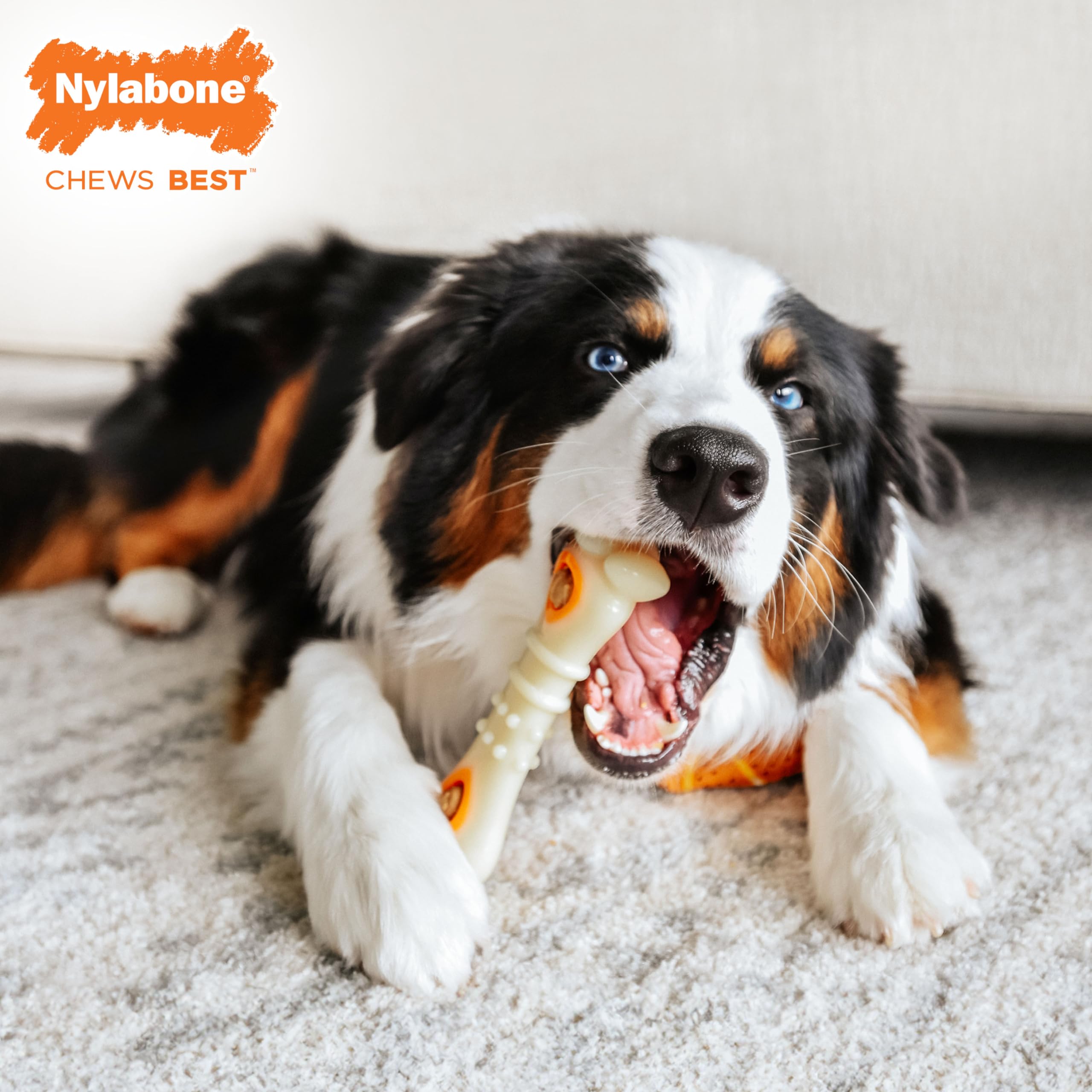 Nylabone Power Chew Knuckle Bone & Pop-in Dog Treat Toy Combo Bundle - Tough Dog Toy for Aggressive Chewers and Treat Pouch - Du
