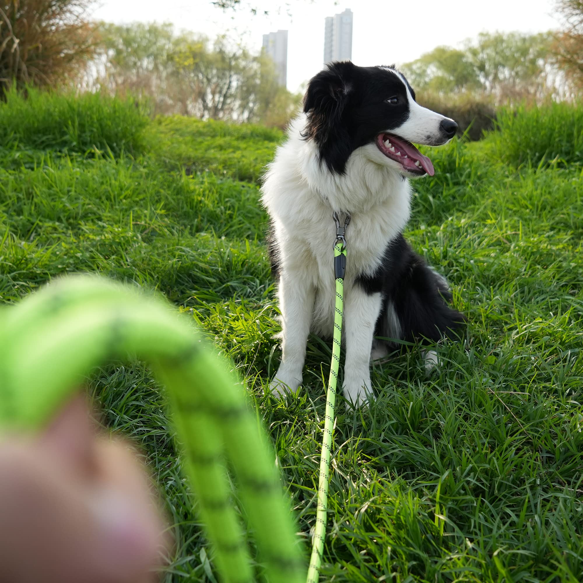 Ntr 20Ft Training Leash For Dog,Reflective Nylon Rope Leash With Swivel Lockable Hook And Comfortable Handle,Puppy Leash Lead For Small Medium Large Dogs Training,Playing,Camping,Or Backyard, Teal
