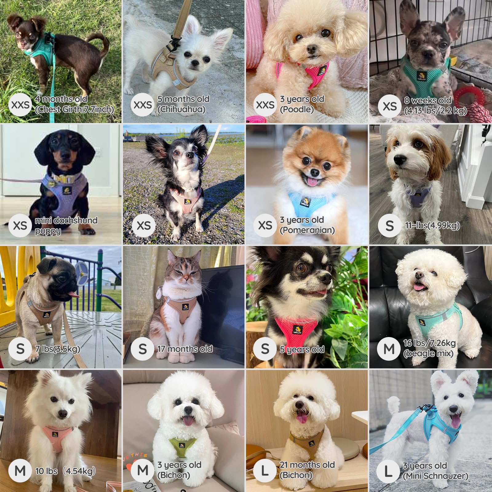 Bella & Pal Puppy Harness With Leash Set, Dog Harness For Small Dogs No Pull, Dog Leash For Small Dogs, Step In Harness For Extra Small Dogs, Light Green Harness, Xxs