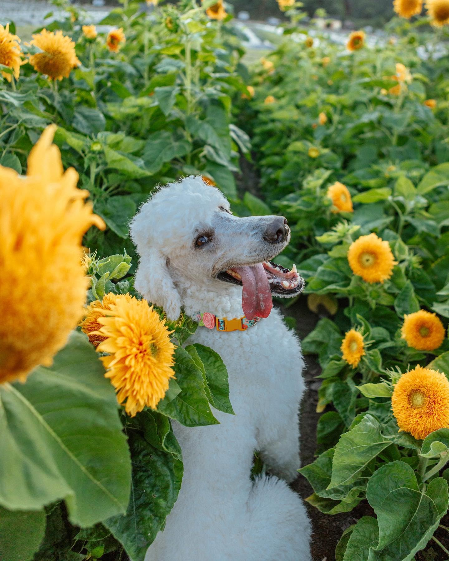 2 Pack Spring Dog Collar For Small Dogs, Quick Release Floral Dog Collar Girl With Flower Bow