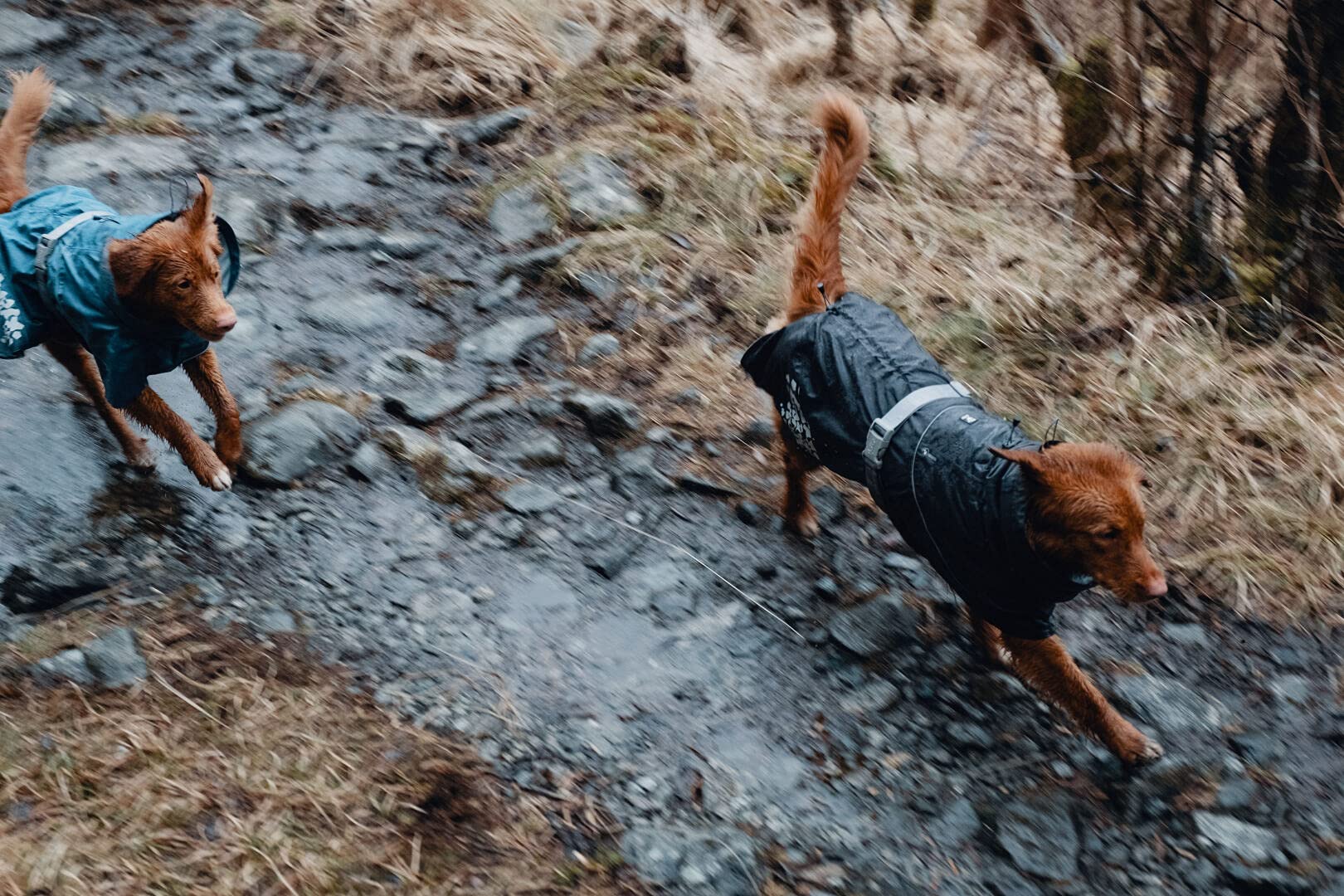 Hurtta Monsoon Coat, Dog Raincoat, Blackberry, 18 In