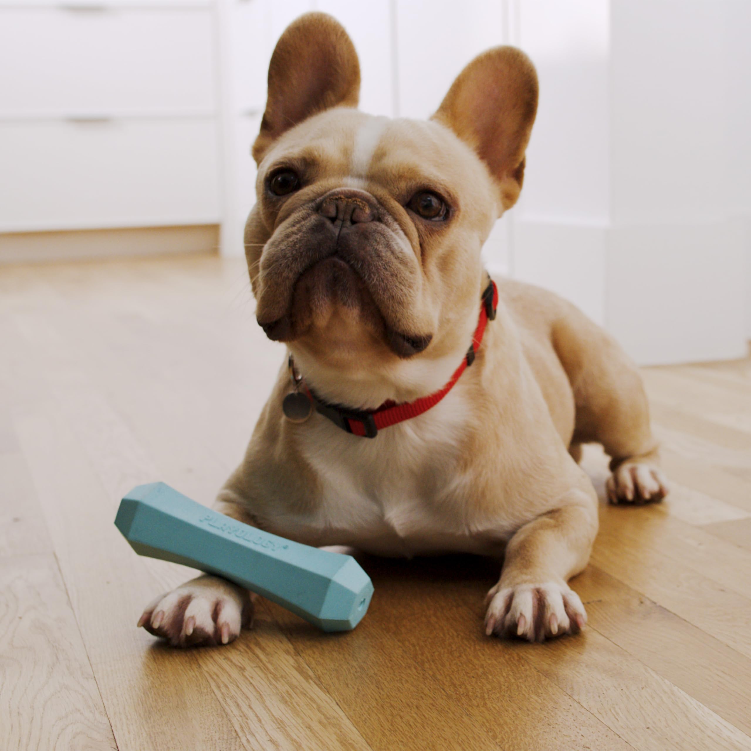Playology Squeaky Chew Stick Dog Toy, For Medium To Large Dog Breeds (15Lbs - 35Lbs) - For Moderate Chewers - Engaging All-Natural Peanut Butter Scented Toy - Non-Toxic Materials